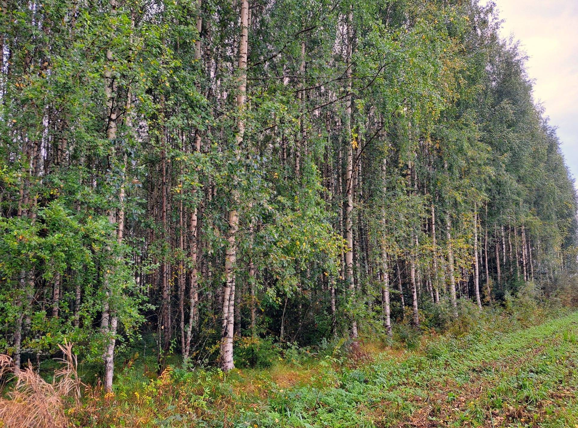 Kauhava metsäpalstakohteet 8,05 ha 3