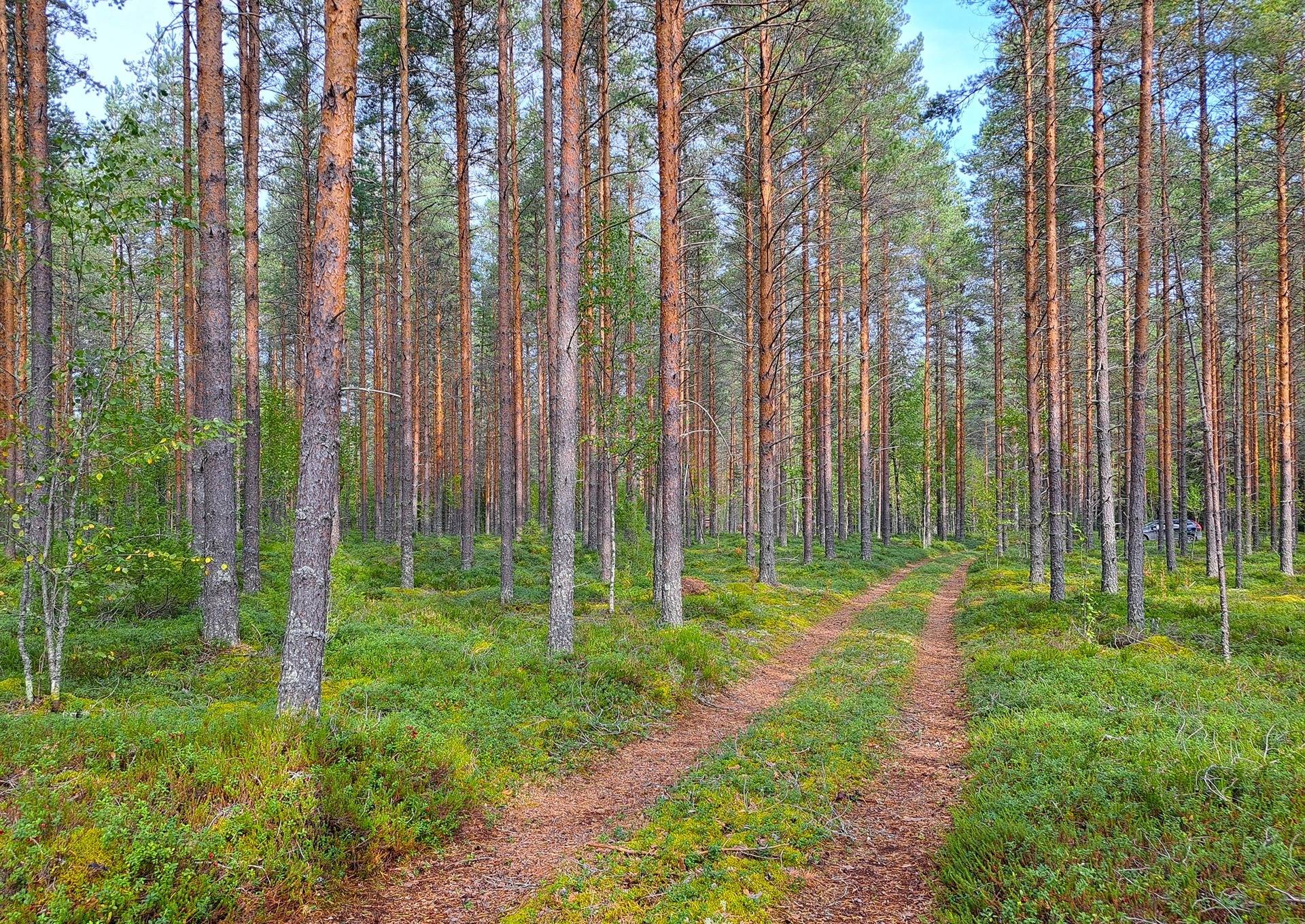 Kauhava metsäpalstakohteet 8,05 ha 4