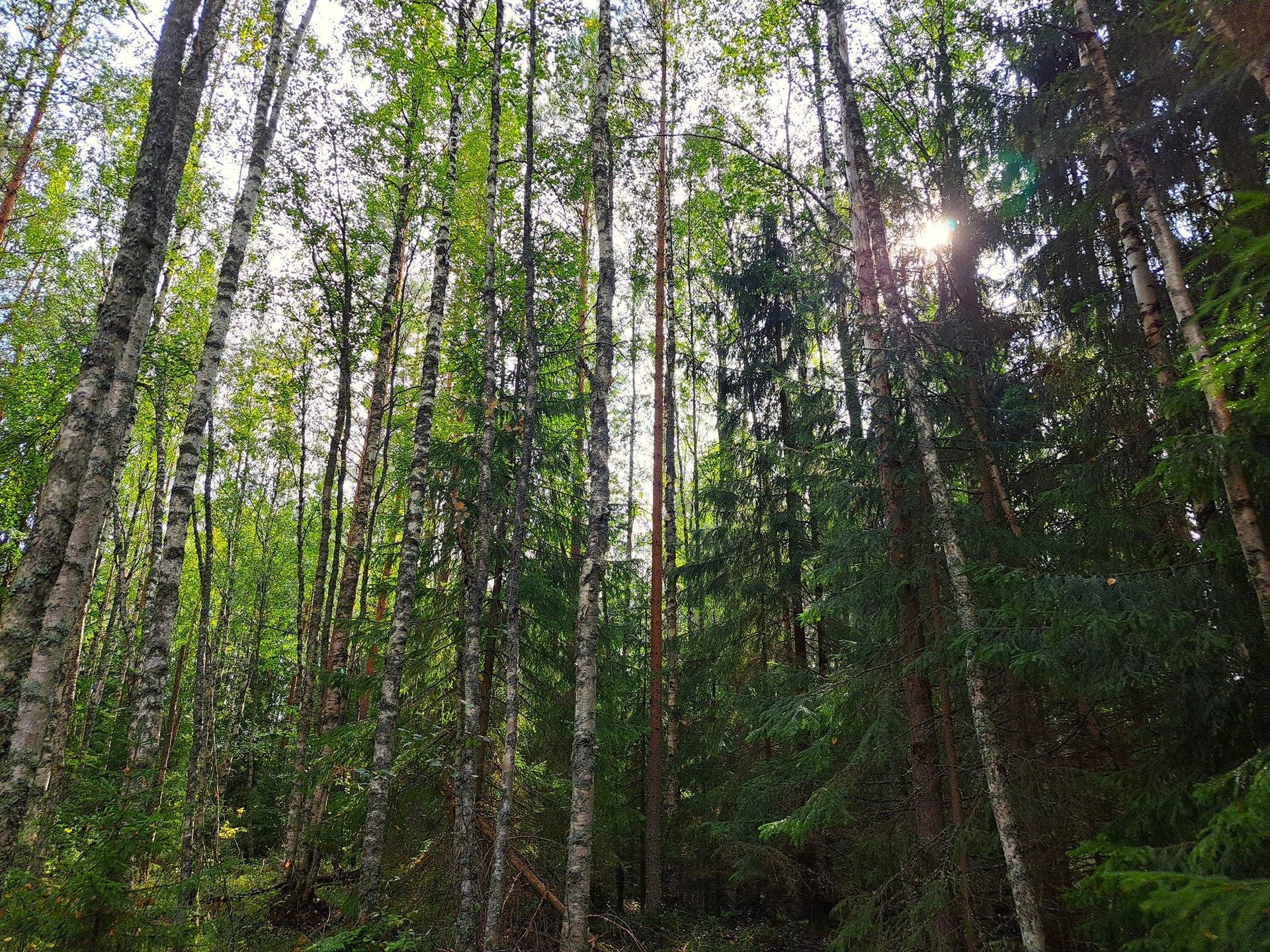 Kauhava metsäpalstakohteet 8,05 ha 13