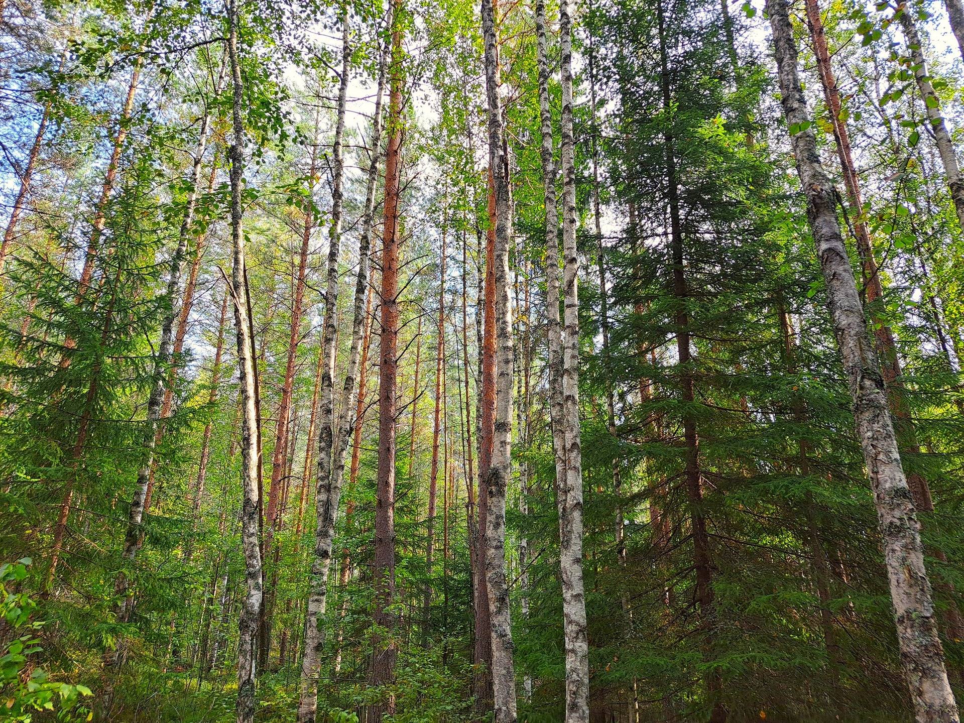 Kauhava metsäpalstakohteet 8,05 ha 15