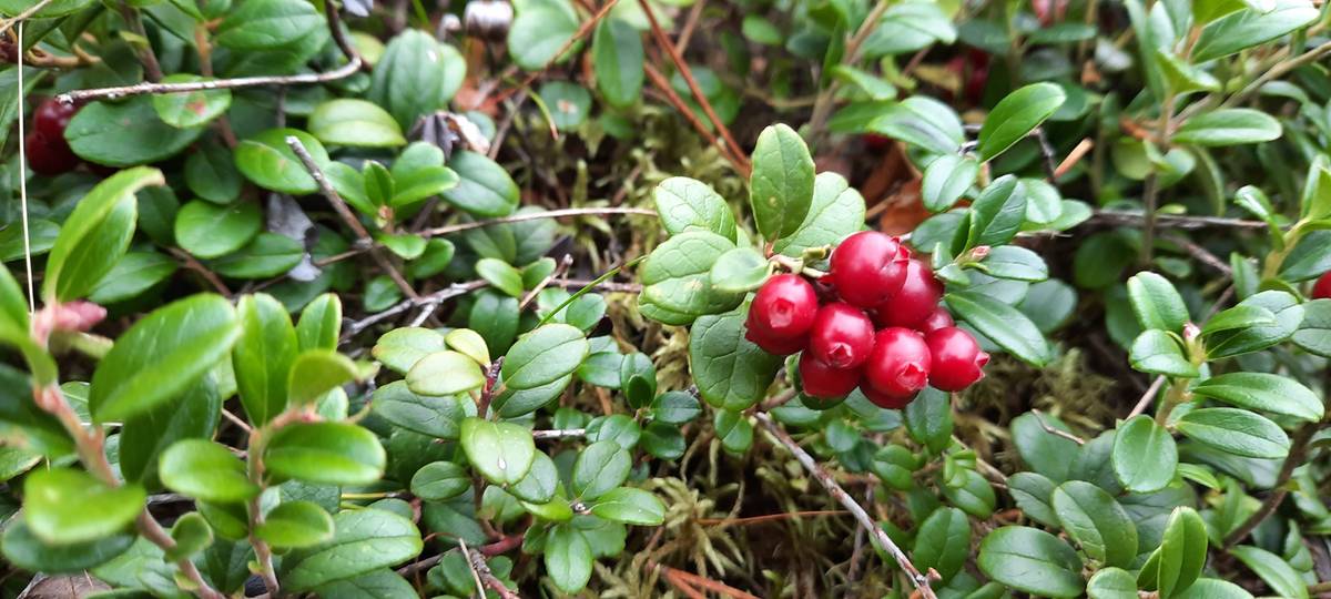 Omslagsbild för objektet del av/osa Husuholmen 6:43, Knifsund