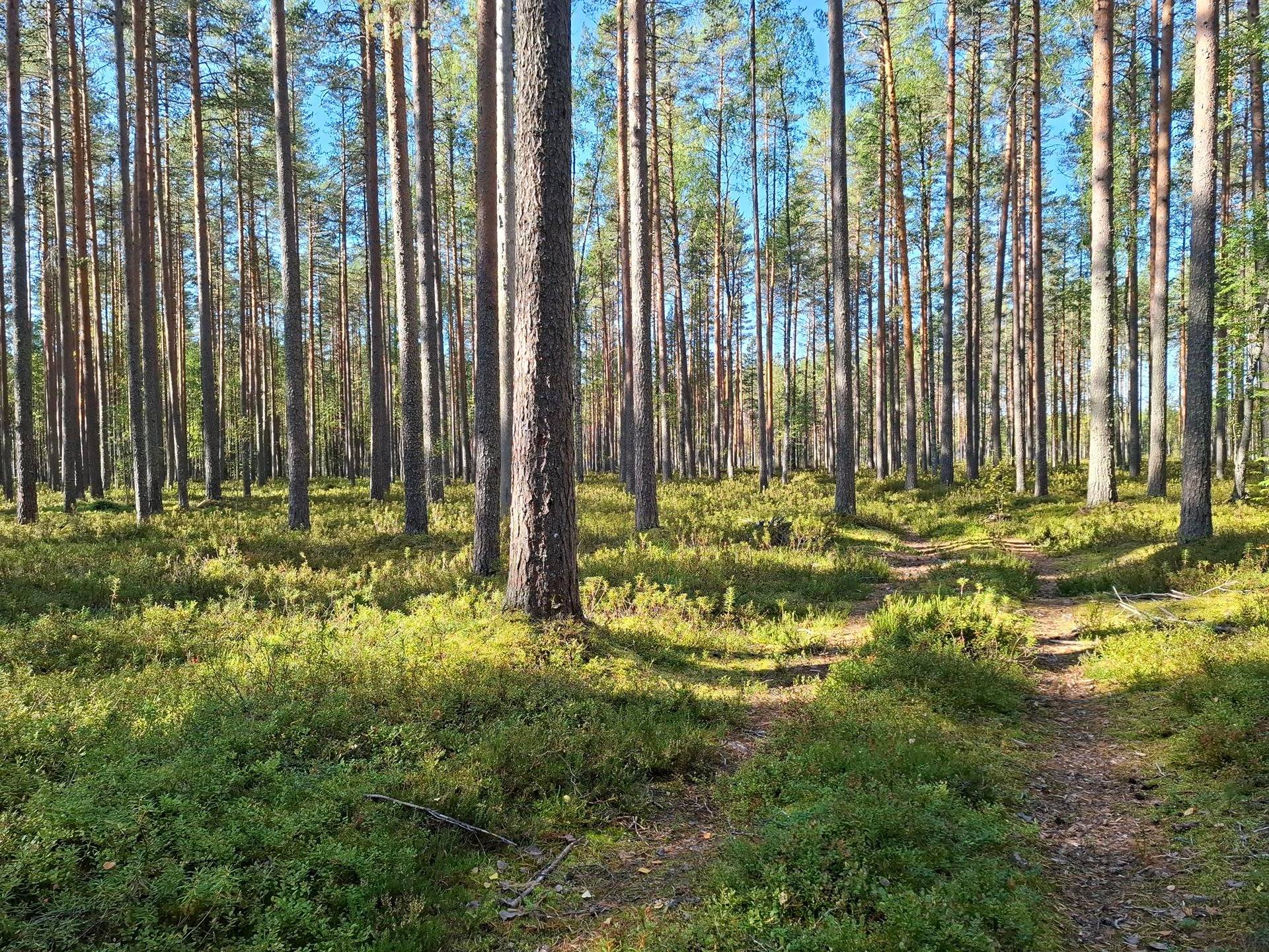 KIVIKKONIEMI 276-404-19-45, Särkivaara 7