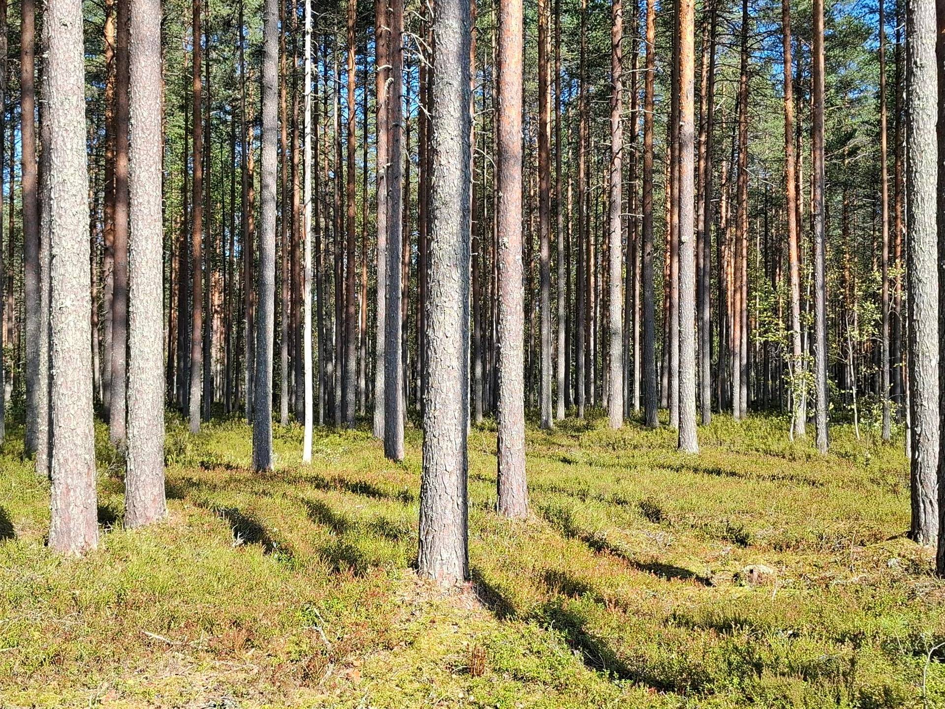 Kansikuva kohteelle KIVIKKONIEMI 276-404-19-45, Särkivaara