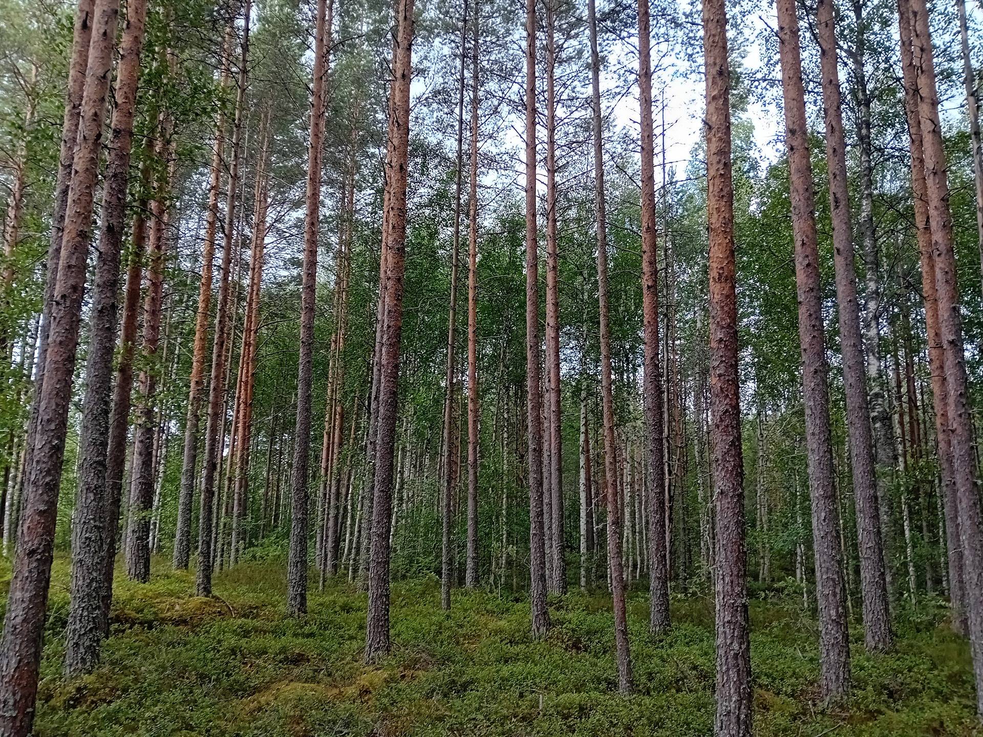 Jalasjärvi Salomäki 164-416-7-28 9