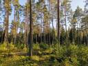 Metsätila (Määräala) noin 14,6 ha, Taimela; 503-443-6-3, Mynämäki, Aittasuo 1