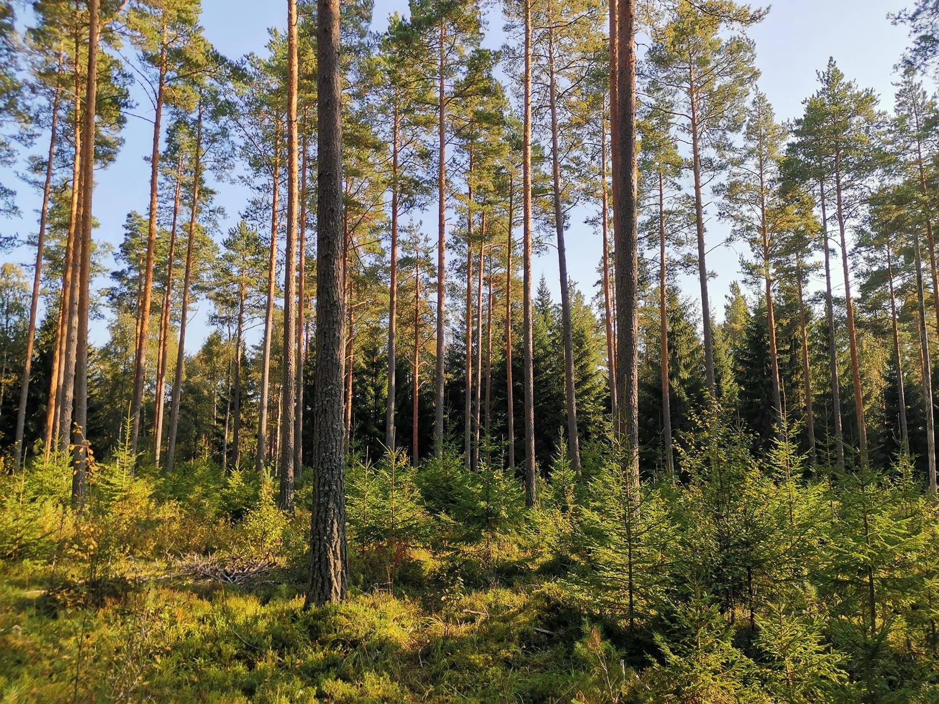 Omslagsbild för objektet Metsätila (Määräala) noin 14,6 ha, Taimela; 503-443-6-3, Mynämäki, Aittasuo