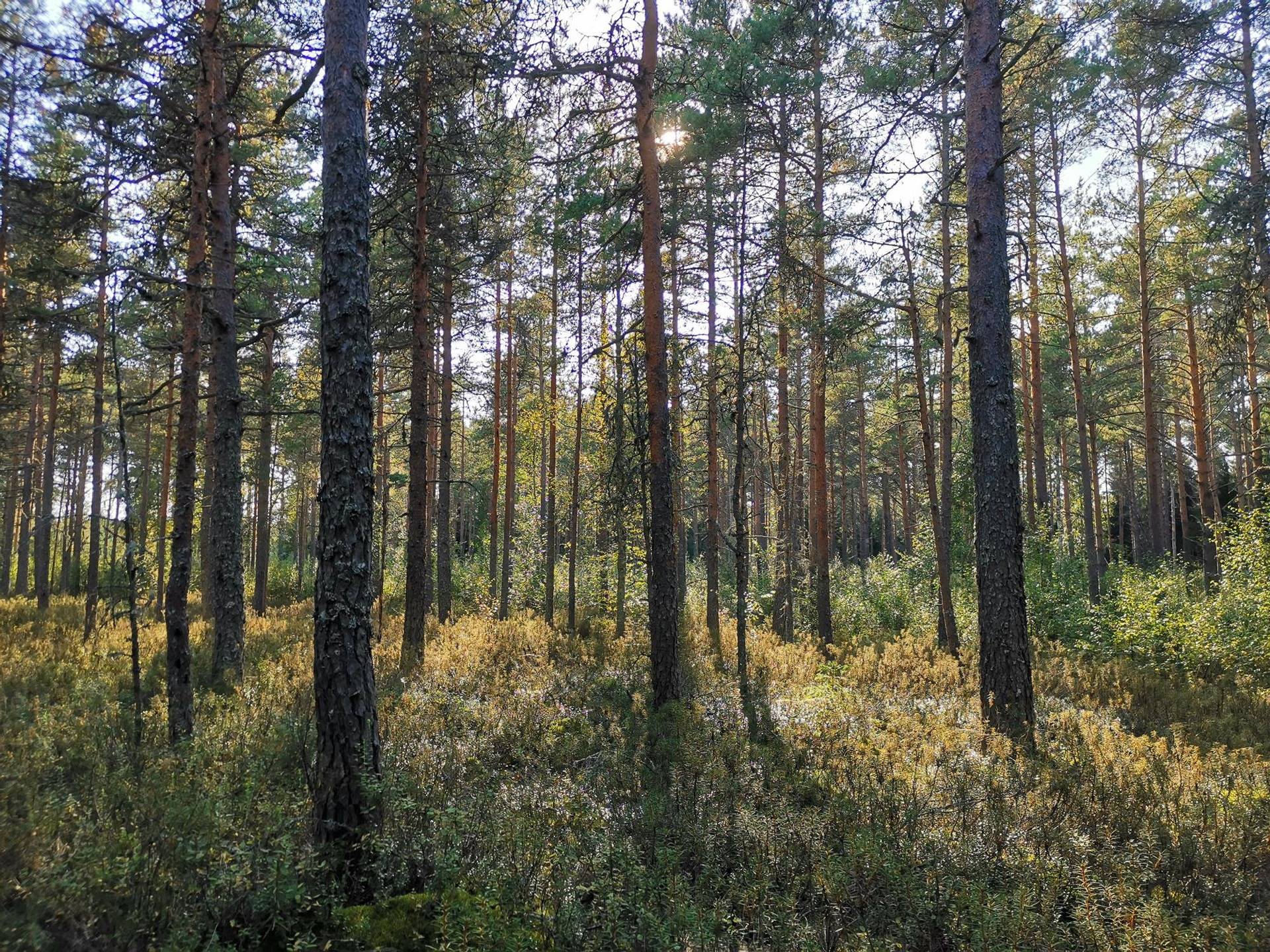 Metsätila (Määräala) noin 14,6 ha, Taimela; 503-443-6-3, Mynämäki, Aittasuo 2