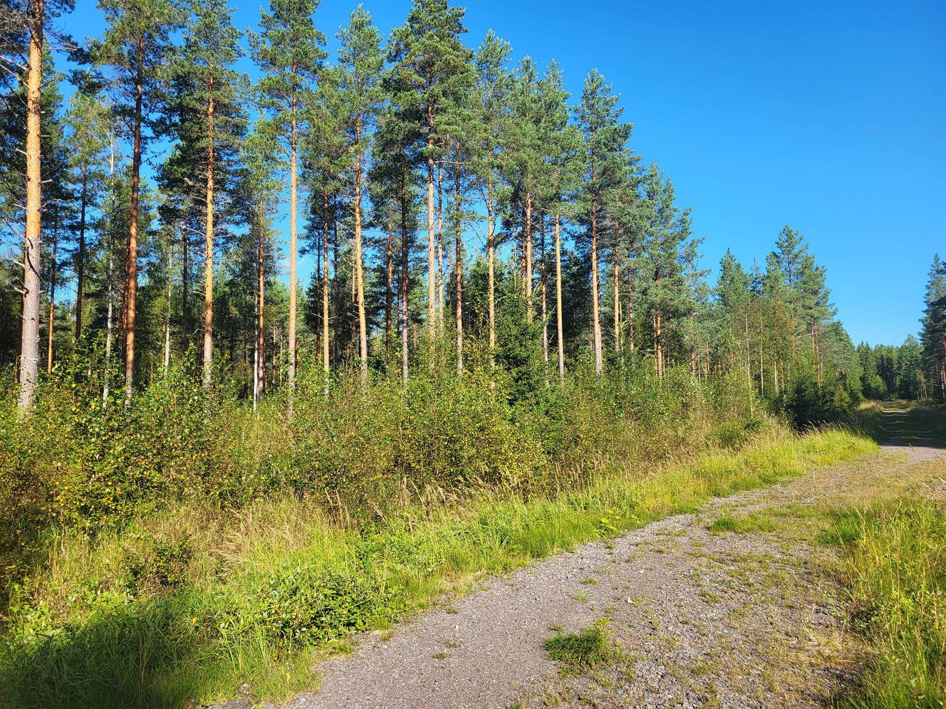 Metsätila Tuohisalo 44:7 2