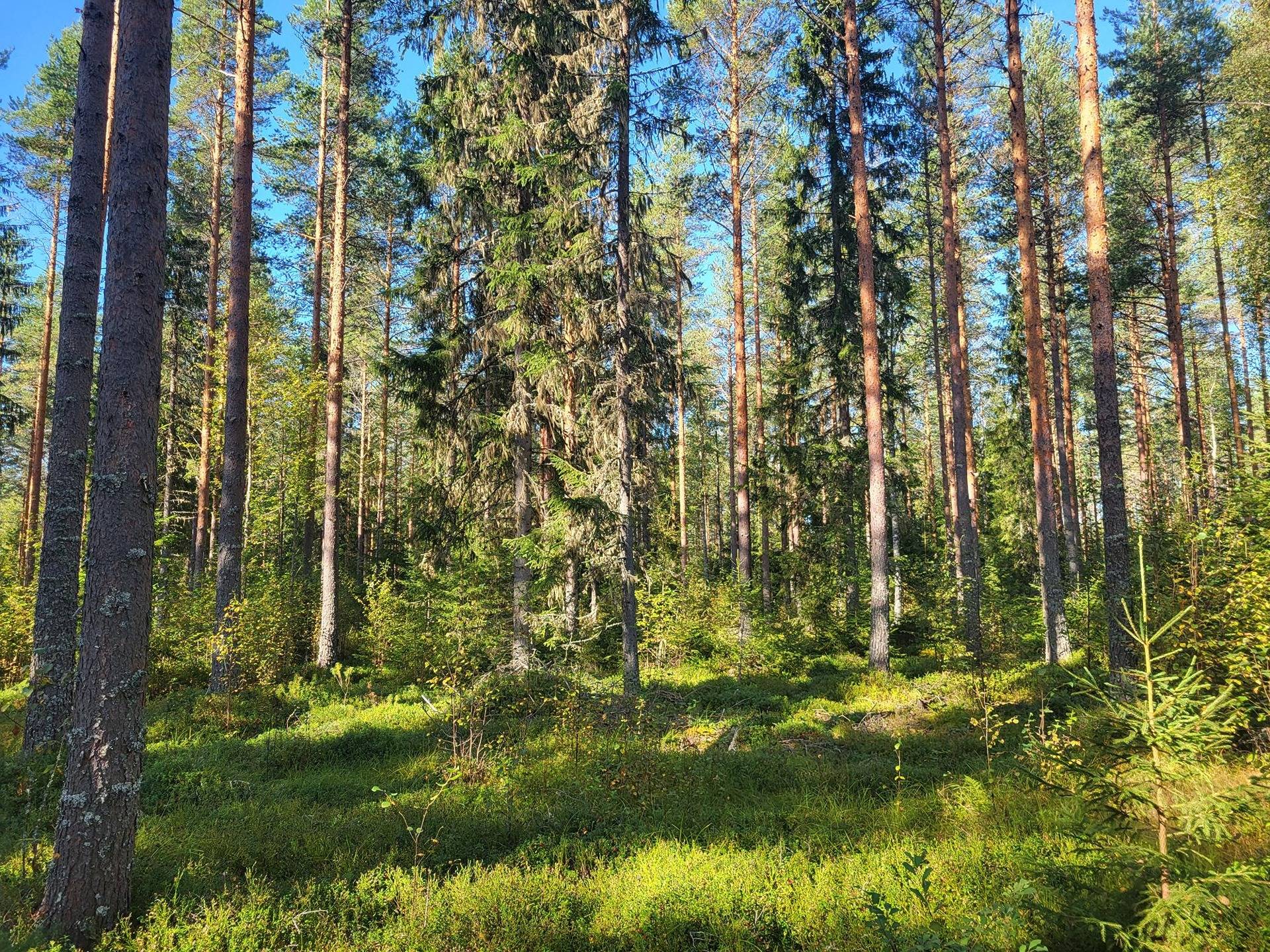 Metsätila Tuohisalo 44:7 3