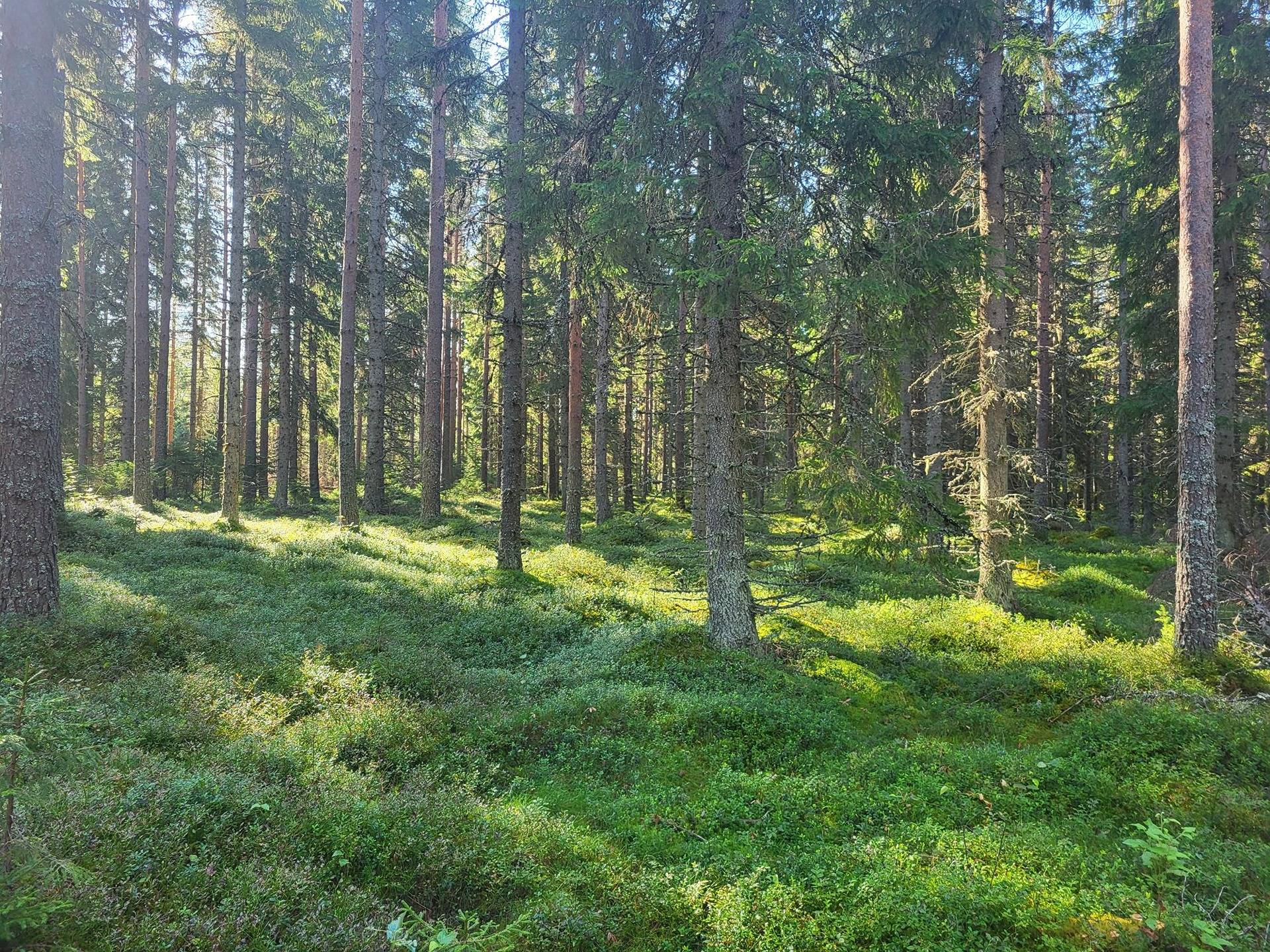 Metsätila Tuohisalo 44:7 4