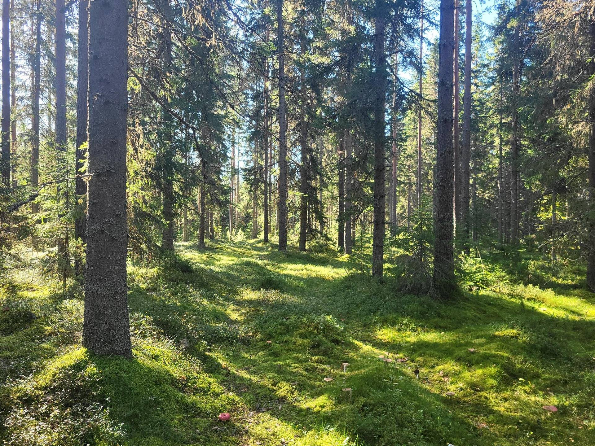 Omslagsbild för objektet Metsätila Tuohisalo 44:7