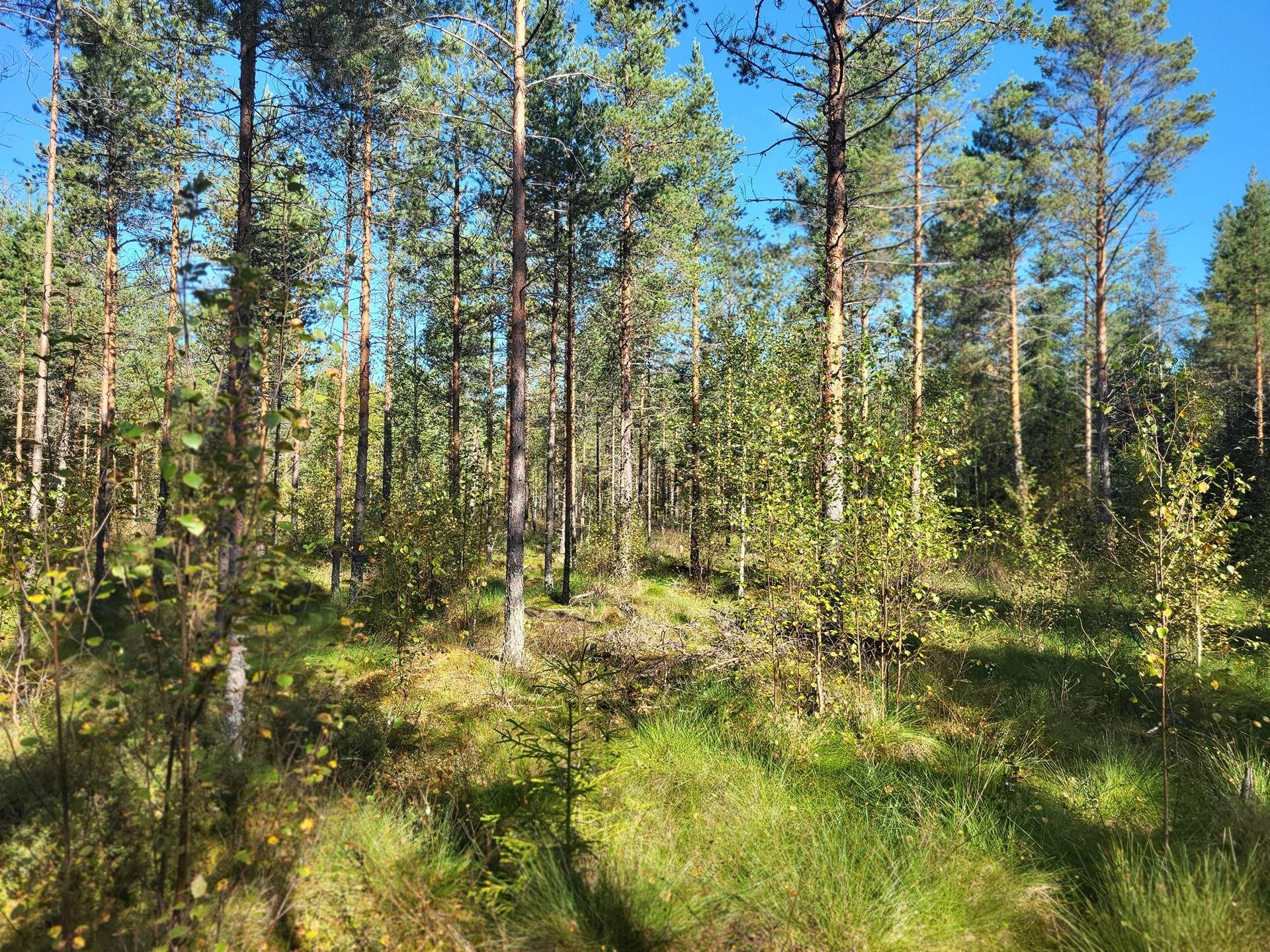 Metsätila Tuohisalo 44:7 5