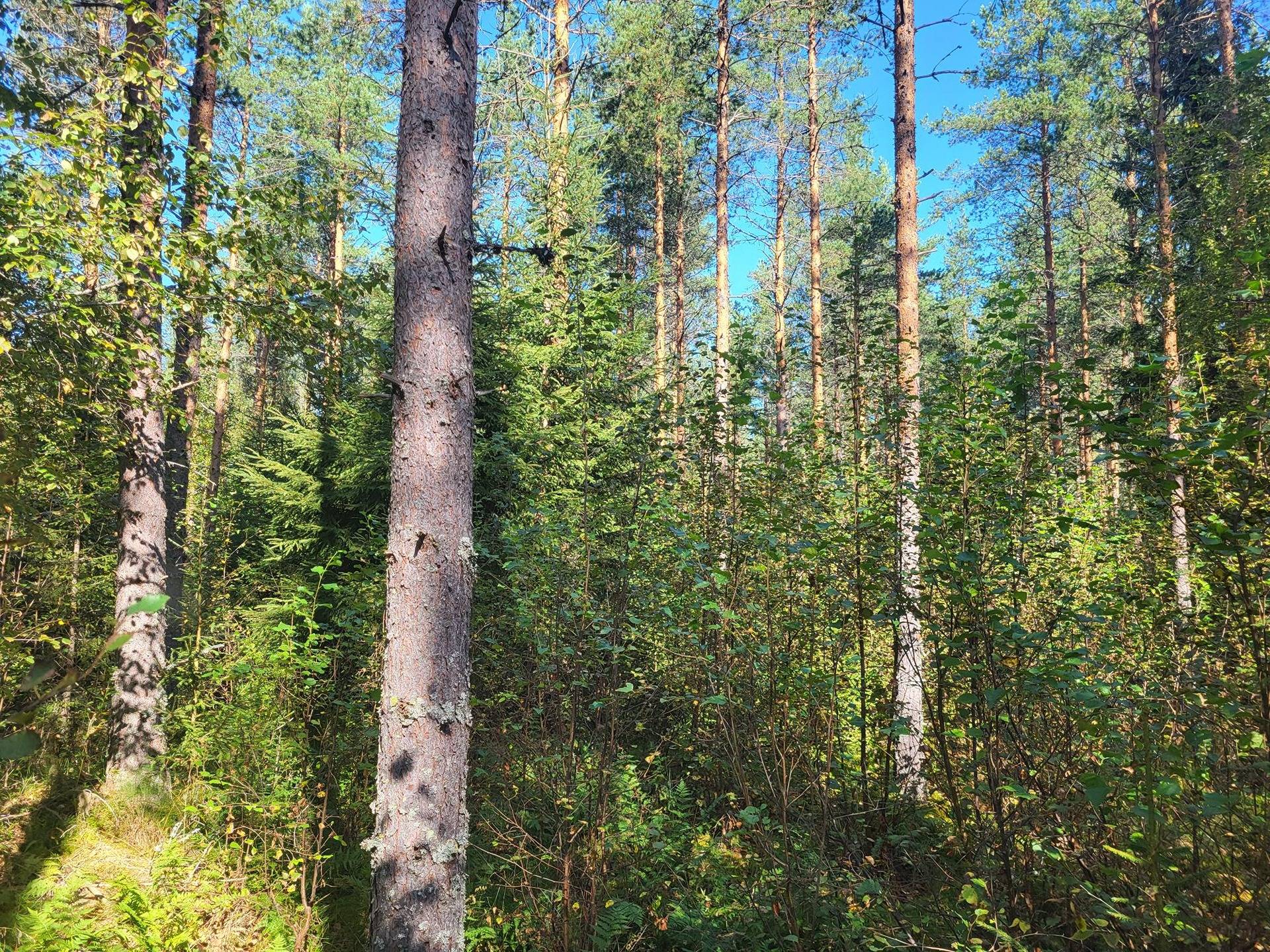 Metsätila Tuohisalo 44:7 6