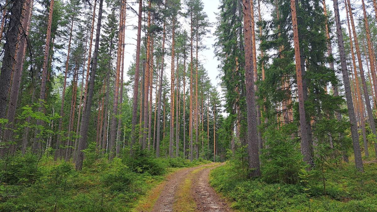 Omslagsbild för objektet Kaunisniemi 740-569-1-51