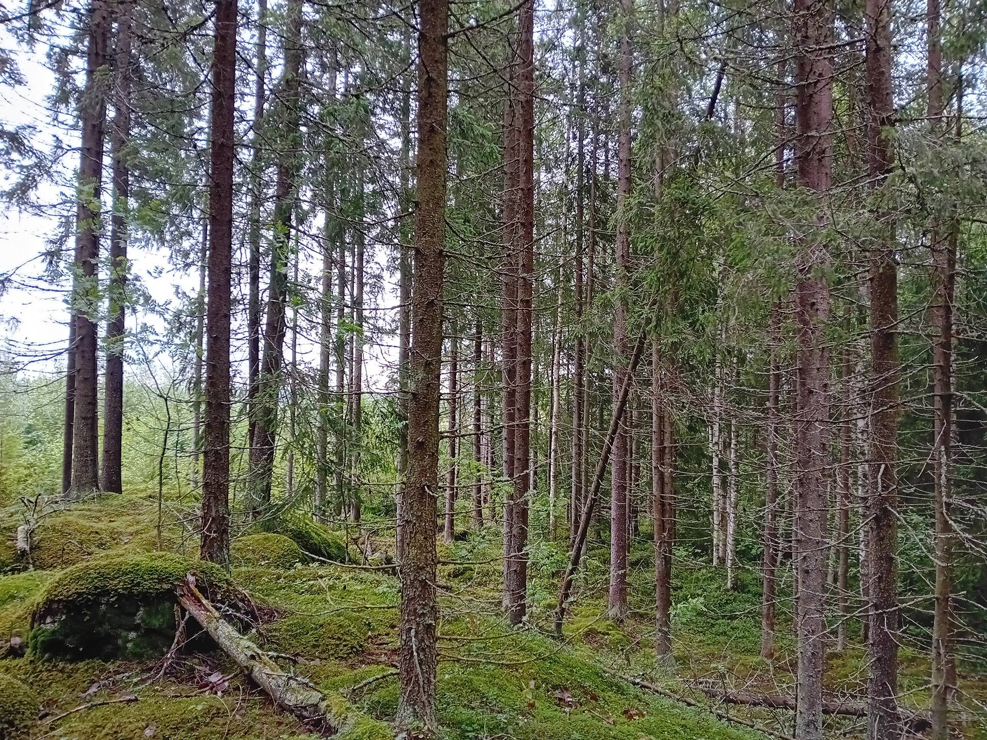 Omslagsbild för objektet Jalasjärvi Räikkälänmäki 164-401-5-208