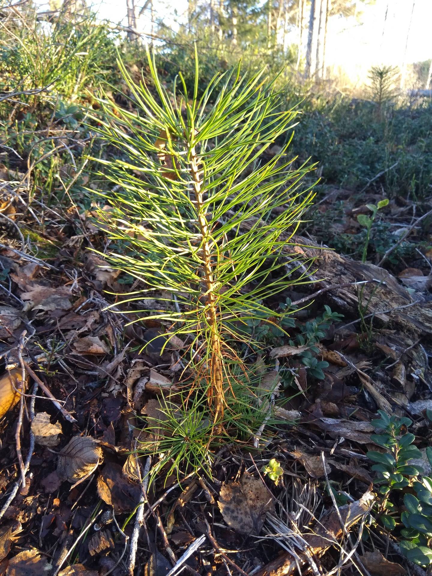 Bergskogen 10:83, Eugmo 1