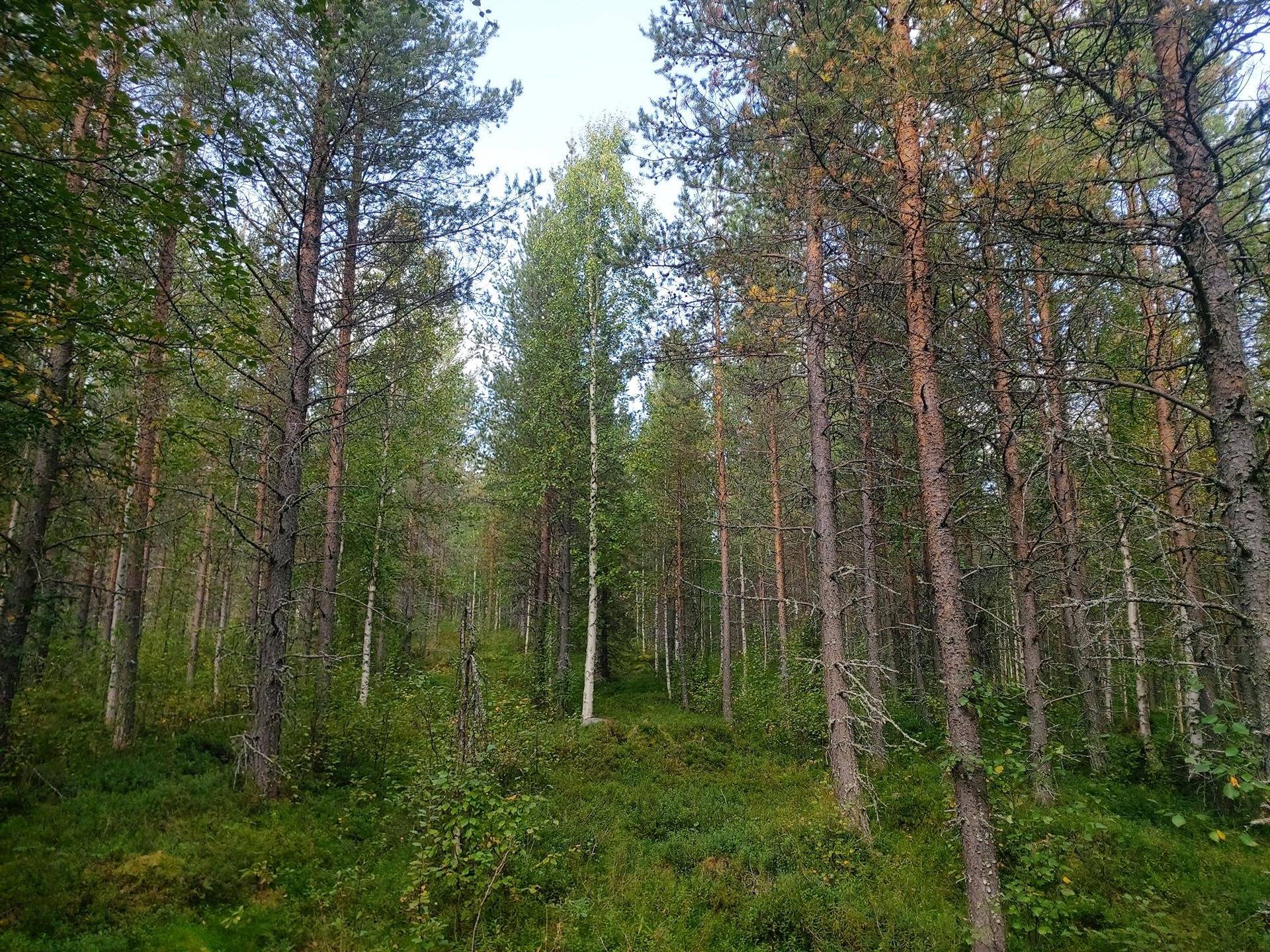 Omslagsbild för objektet Metsäkustula 583-403-57-0