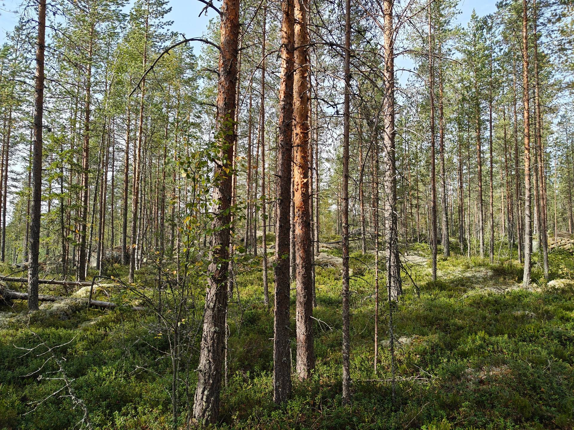 Alavus, MÄKILAHTI 10-403-6-19 määräala 18,5 ha 2