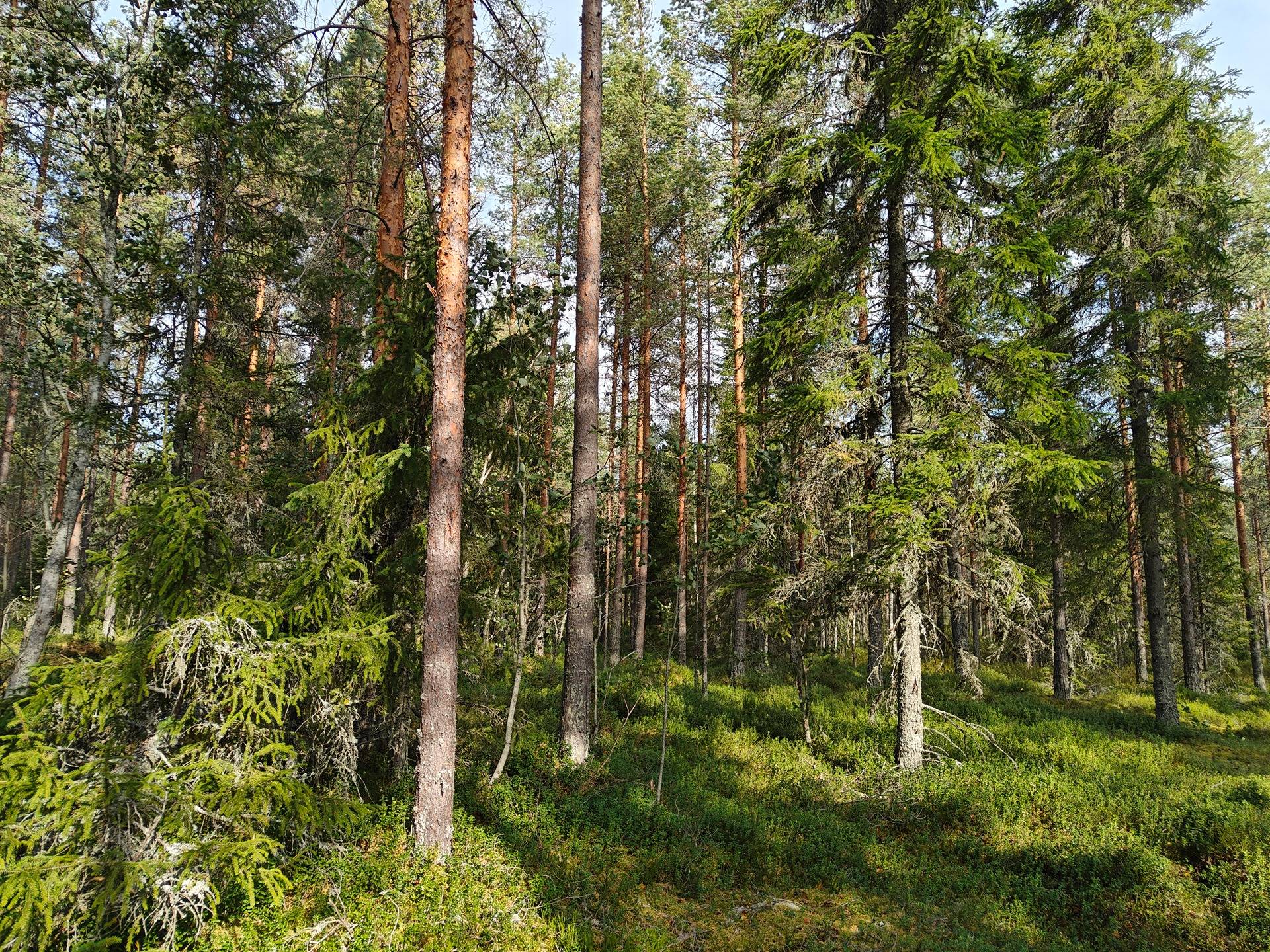 Omslagsbild för objektet Alavus, MÄKILAHTI 10-403-6-19 määräala 18,5 ha