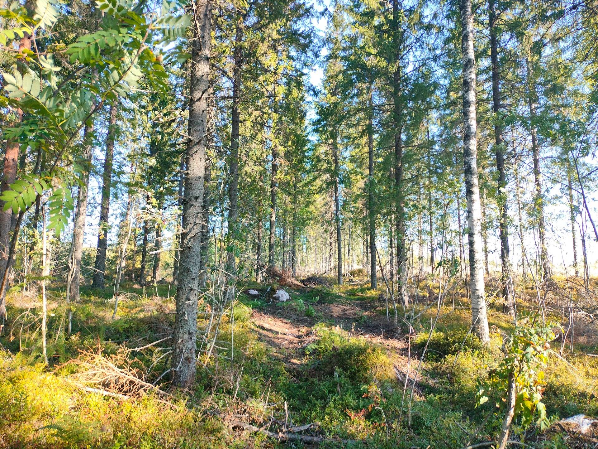 Omslagsbild för objektet LÄHTEELÄ 167-414-13-18 Oskolansalossa