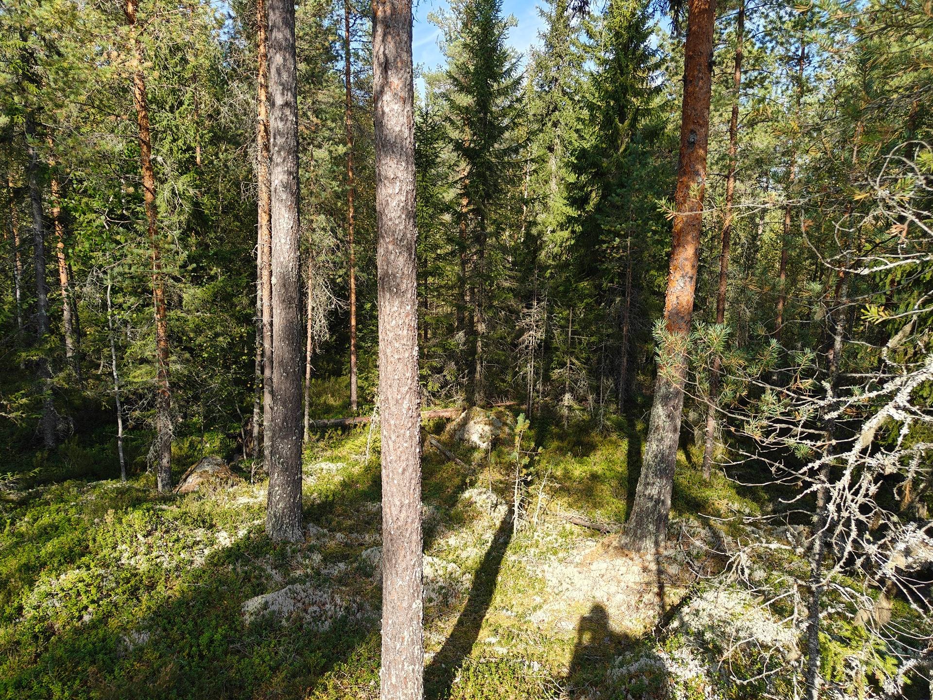 Alavus, MÄKILAHTI 10-403-6-19 määräala 9,2 ha.  11