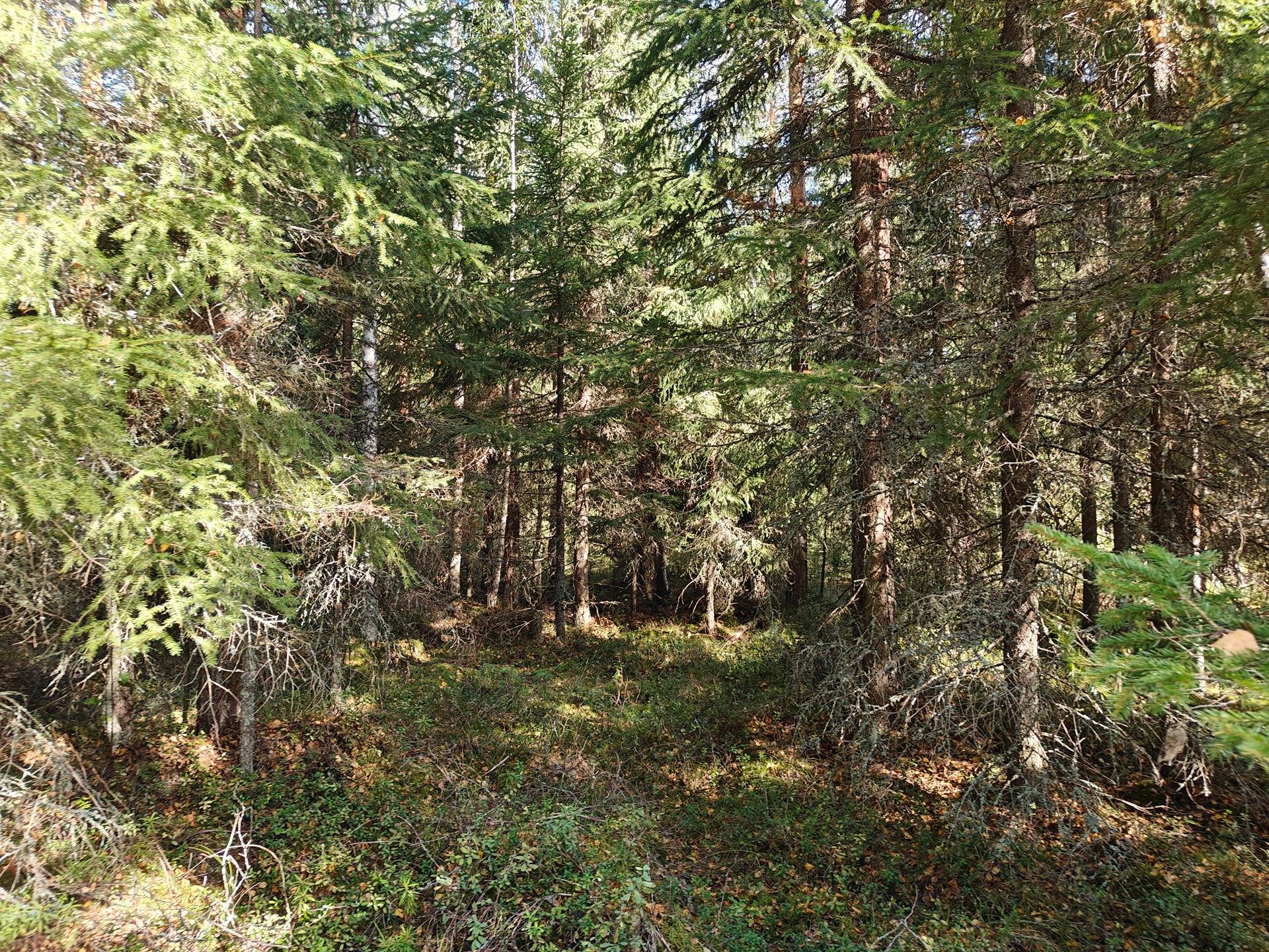 Alavus, MÄKILAHTI 10-403-6-19 määräala 9,2 ha.  13