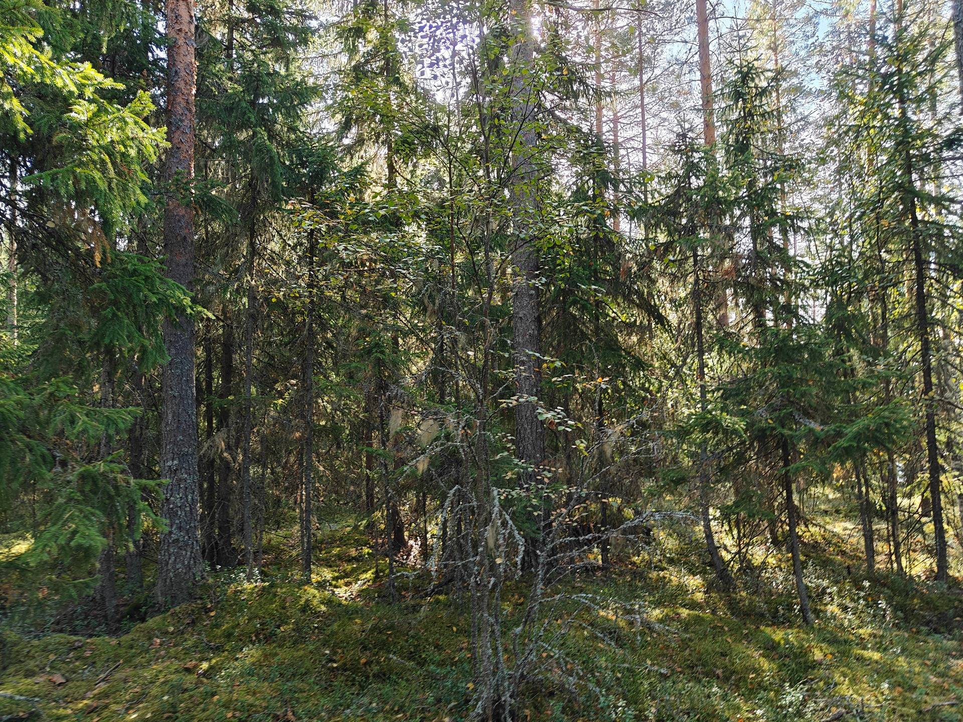 Alavus, MÄKILAHTI 10-403-6-19 määräala 9,2 ha.  19