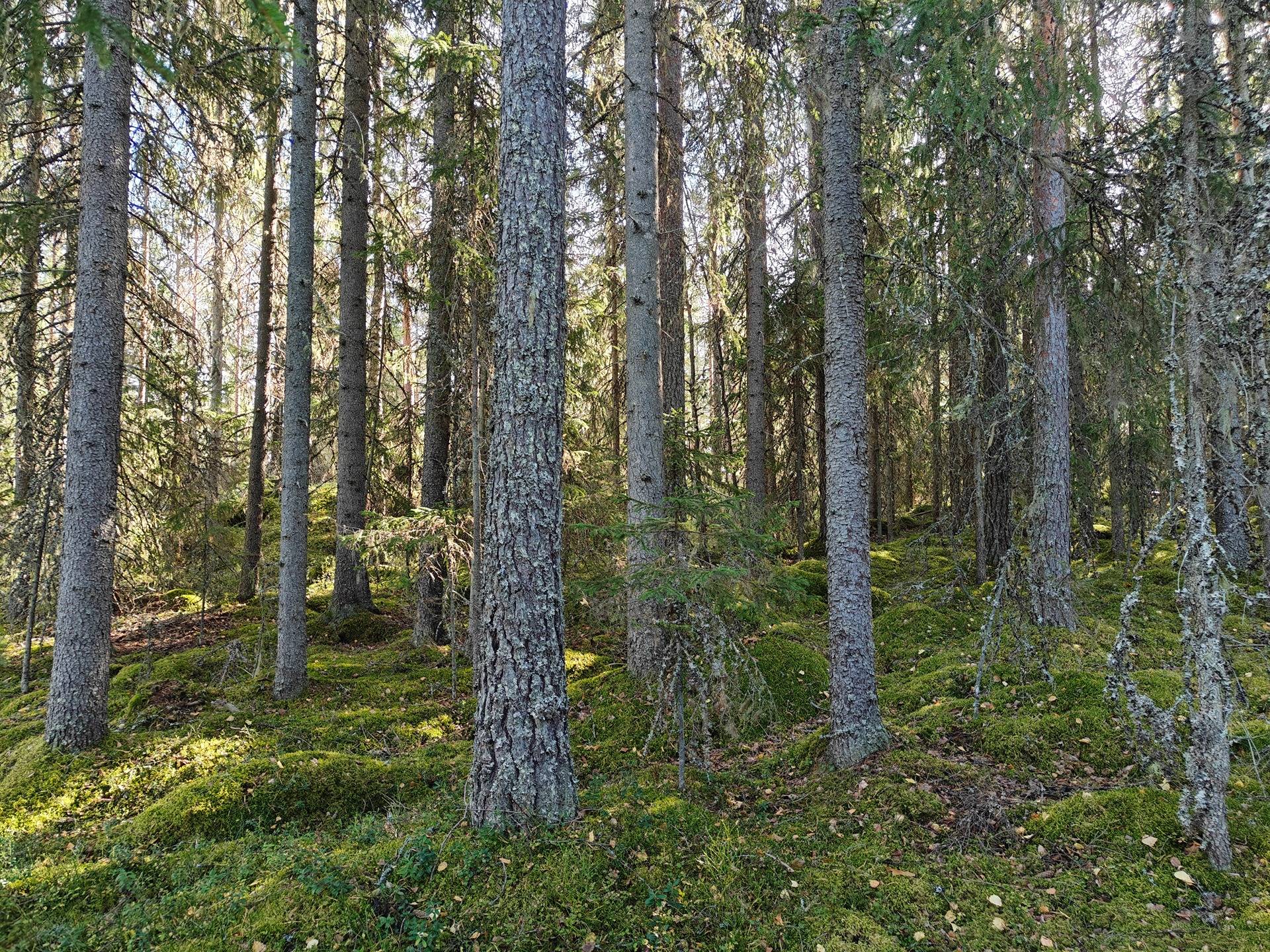 Omslagsbild för objektet Alavus, MÄKILAHTI 10-403-6-19 määräala 9,2 ha. 