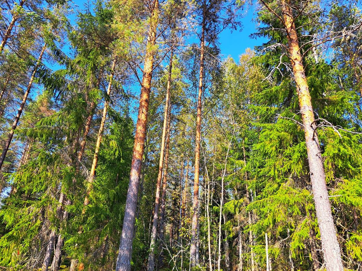 Omslagsbild för objektet Pedersöre Särs PYYMAA 4:1 metsätila 5,79 ha