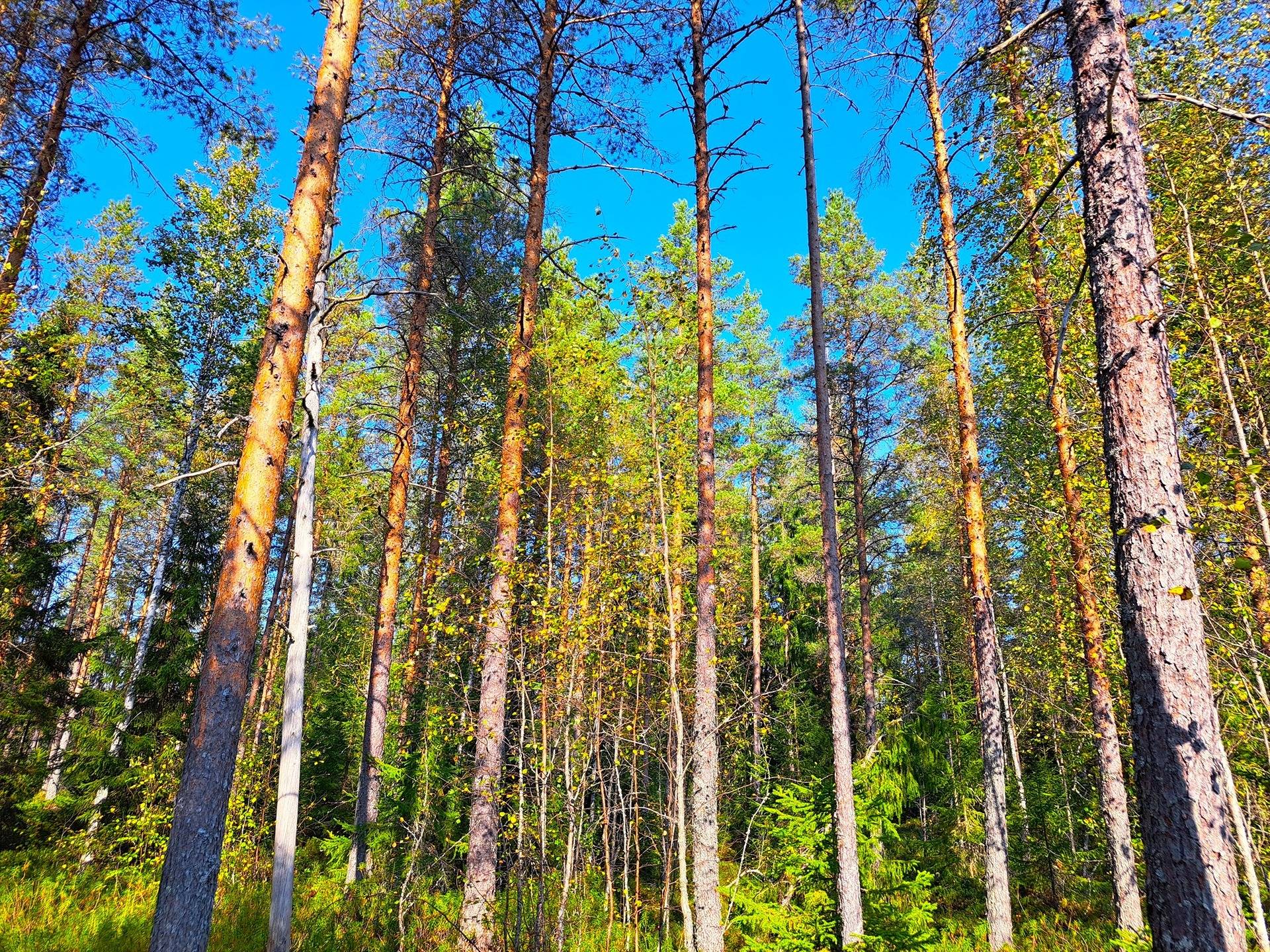 Pedersöre Särs PYYMAA 4:1 metsätila 5,79 ha 3