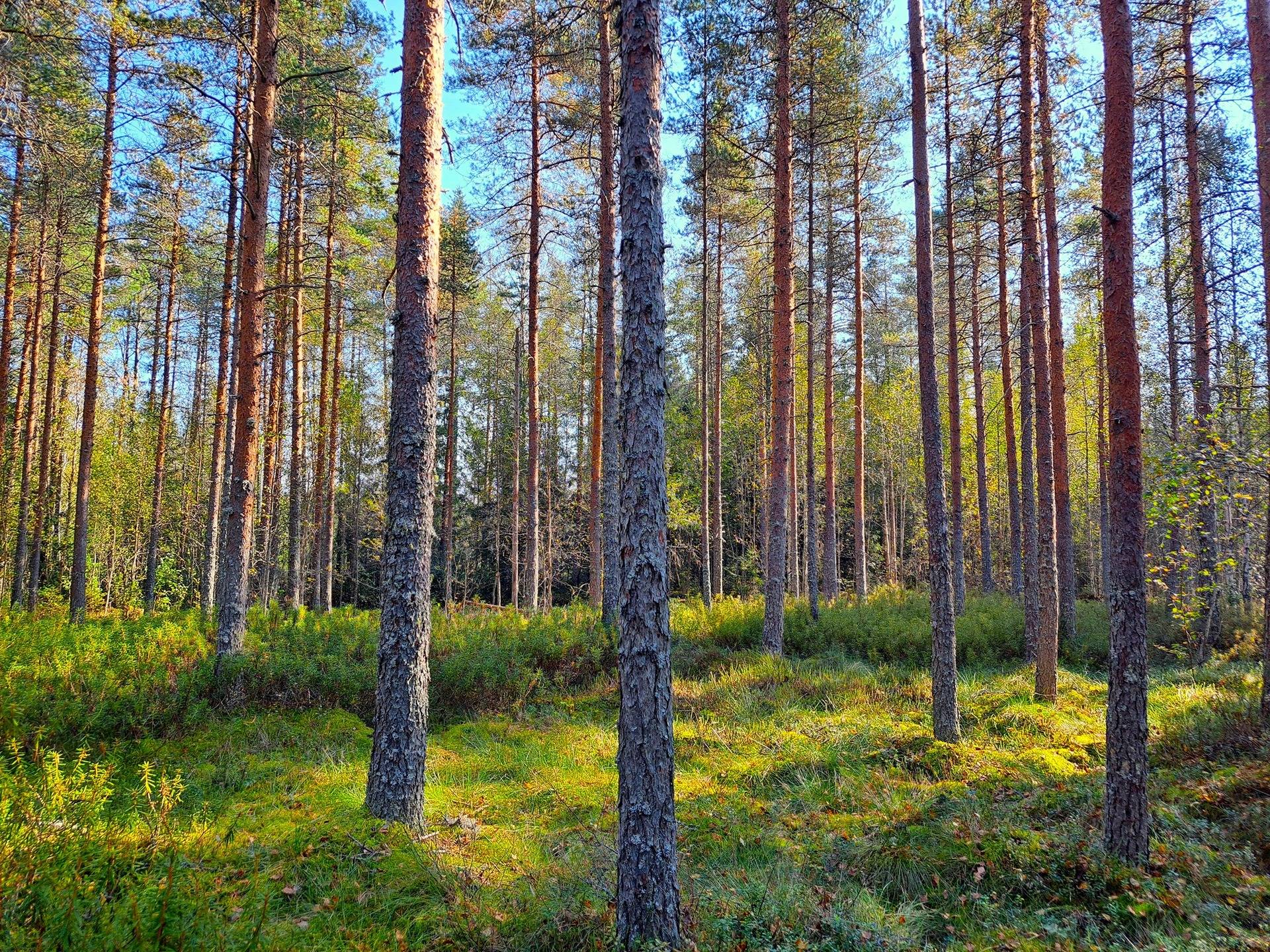 Pedersöre Särs PYYMAA 4:1 metsätila 5,79 ha 5