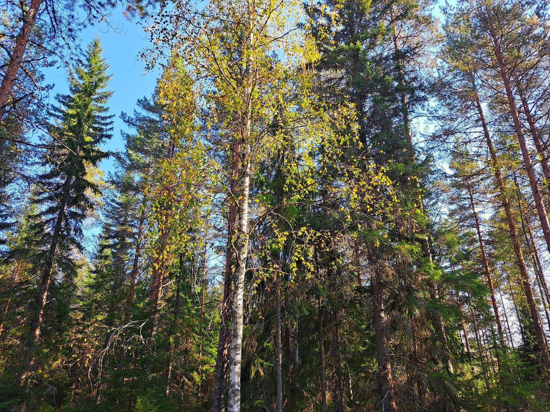 Pedersöre Särs PYYMAA 4:1 metsätila 5,79 ha 4