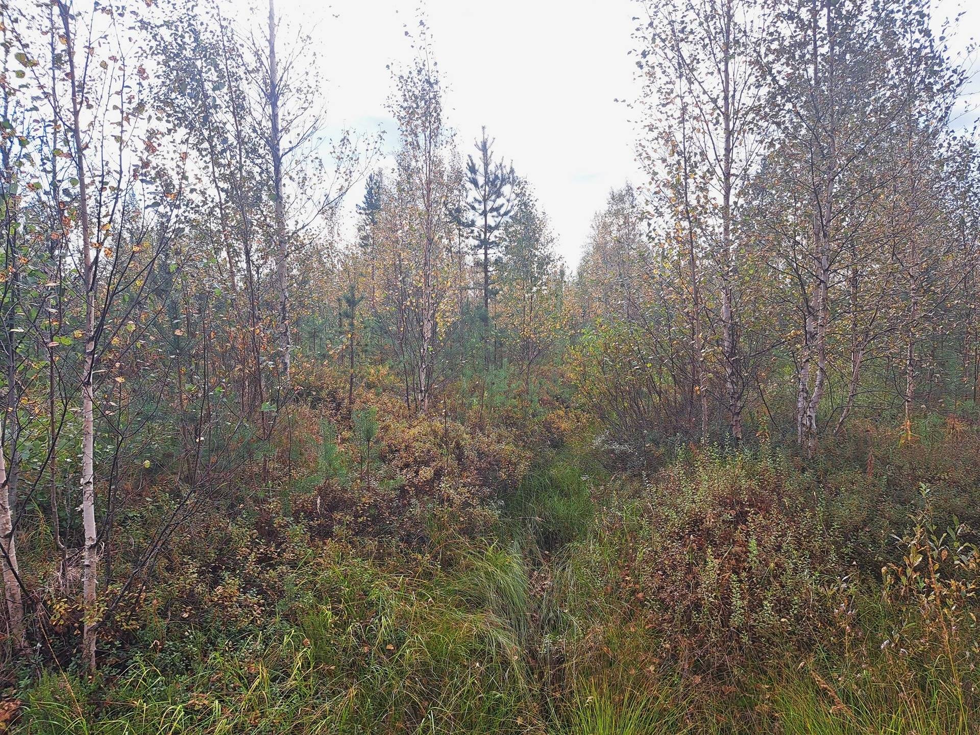 Metsäpaavola,Metsäsärkioja, Pikkukangas ja Ulkopaulus 3