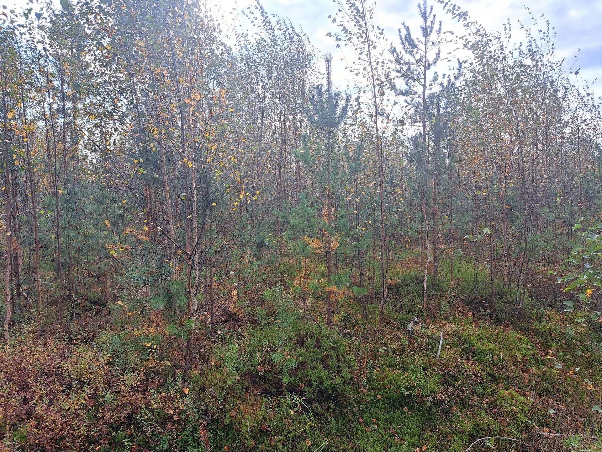 Metsäpaavola,Metsäsärkioja, Pikkukangas ja Ulkopaulus 1