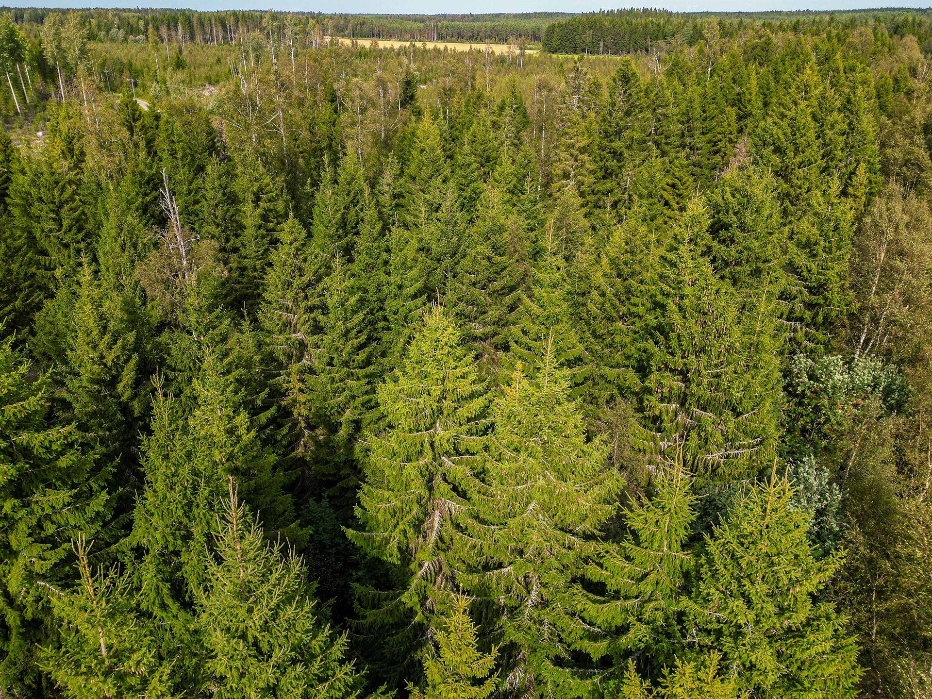 Laihia, Tyllijoki, määräalat Heinämaa 1:26 ja Leikas 14:0 15