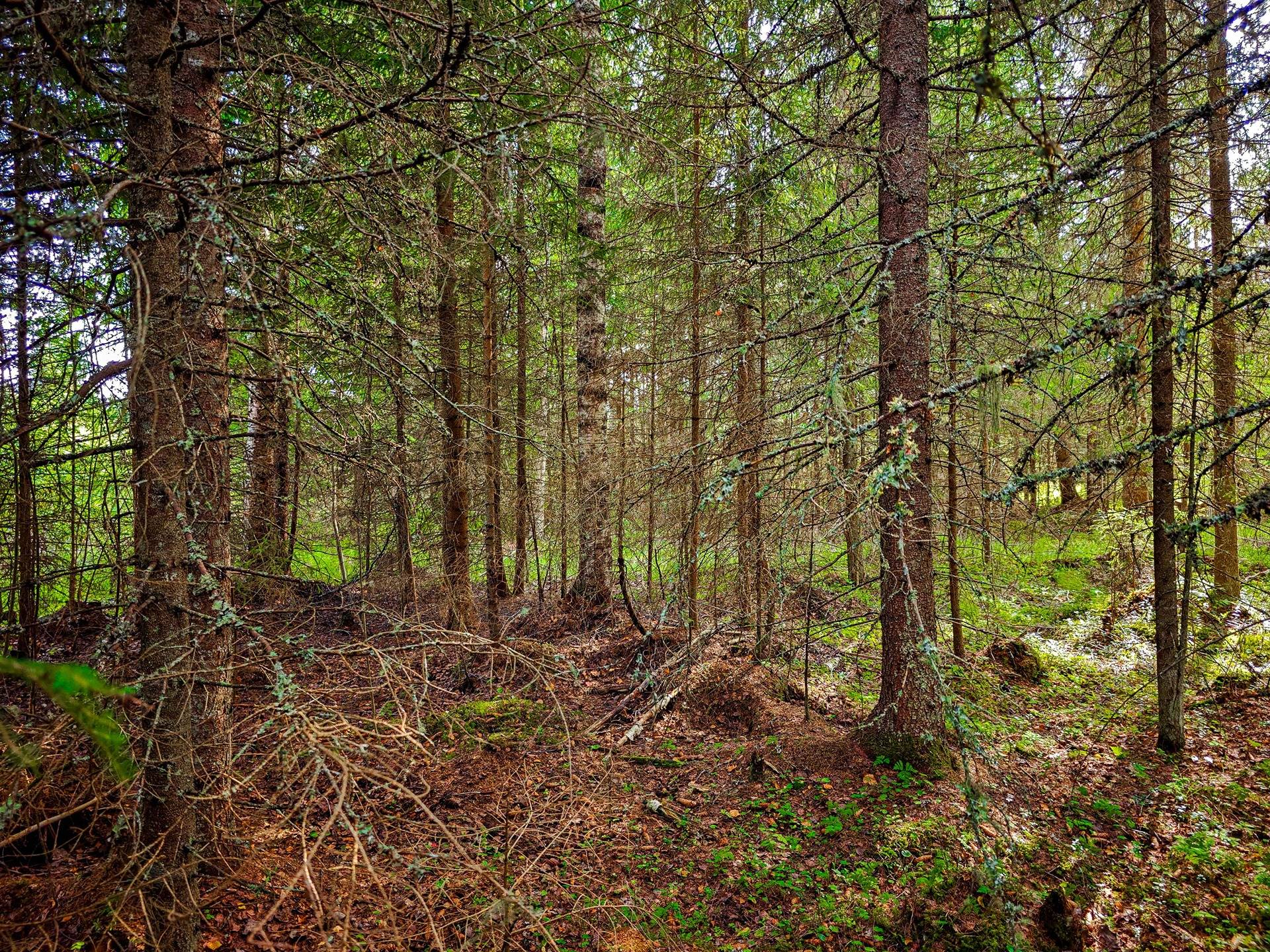 Laihia, Tyllijoki, määräalat Heinämaa 1:26 ja Leikas 14:0 4