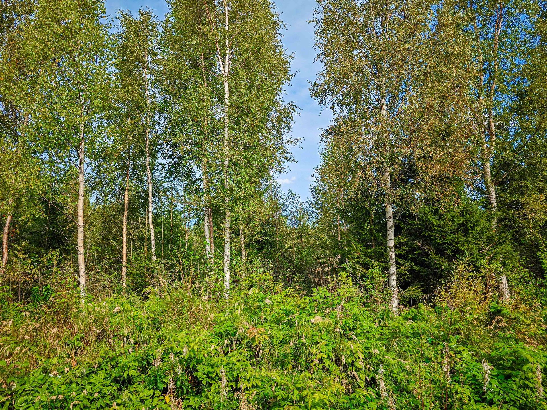 Laihia, Tyllijoki, määräalat Heinämaa 1:26 ja Leikas 14:0 5