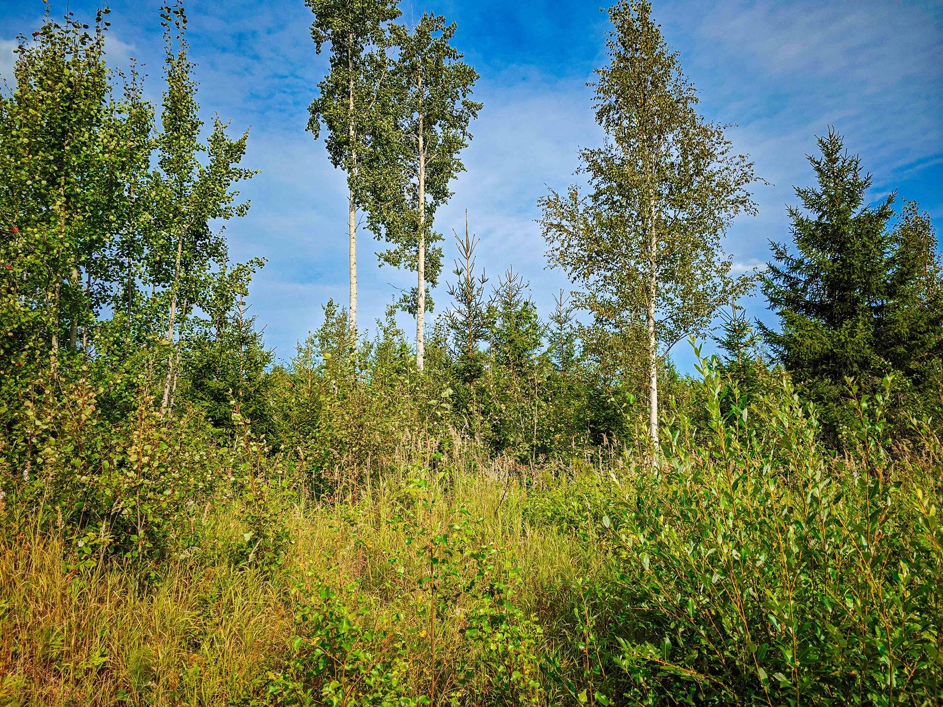 Laihia, Tyllijoki, määräalat Heinämaa 1:26 ja Leikas 14:0 9