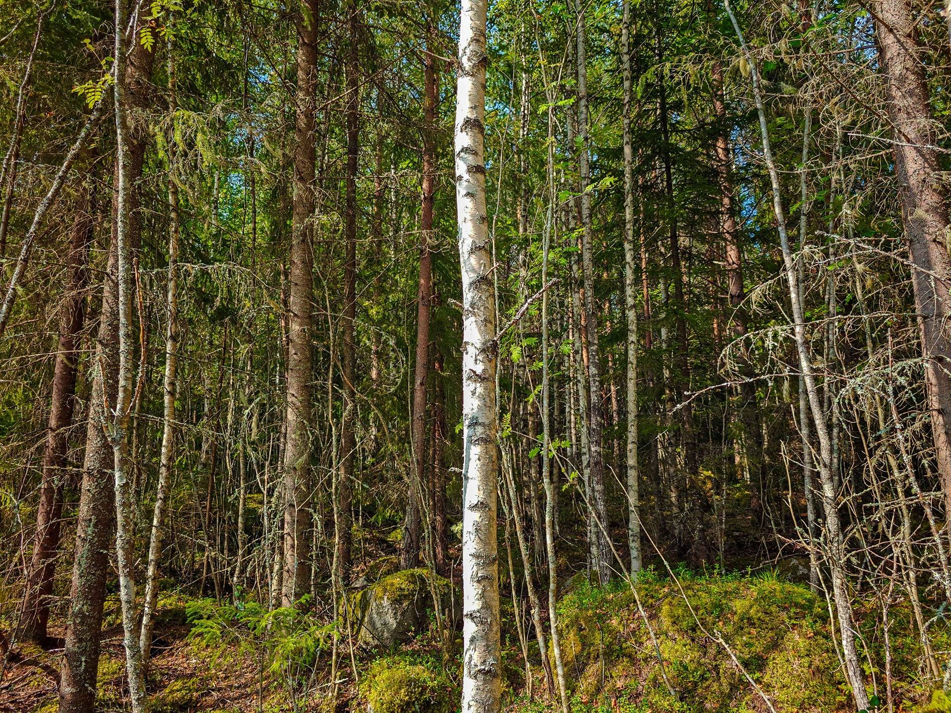 Laihia, Tyllijoki, määräalat Heinämaa 1:26 ja Leikas 14:0 17