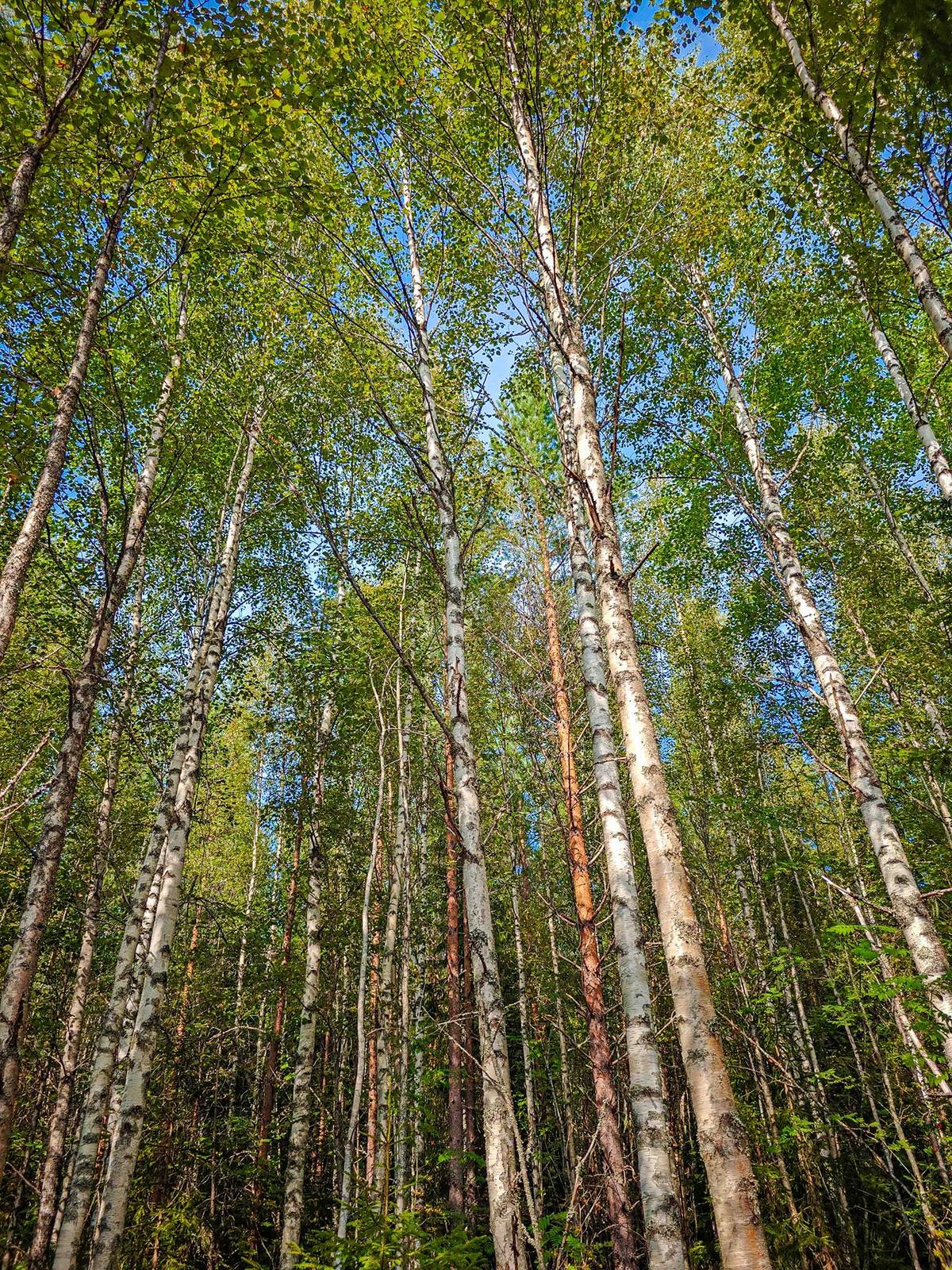 Omslagsbild för objektet Laihia, Tyllijoki, määräalat Heinämaa 1:26 ja Leikas 14:0