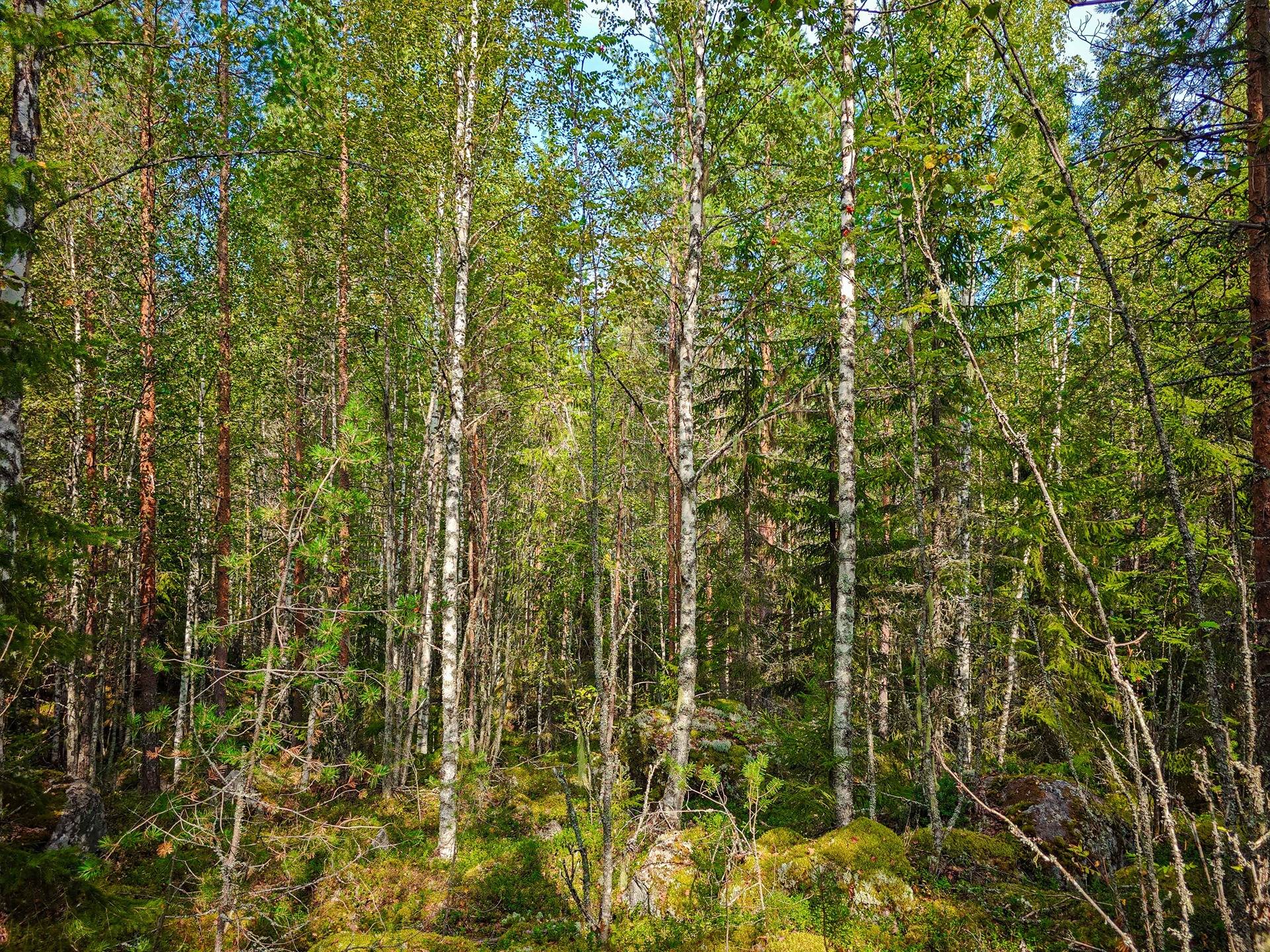 Laihia, Tyllijoki, määräalat Heinämaa 1:26 ja Leikas 14:0 20