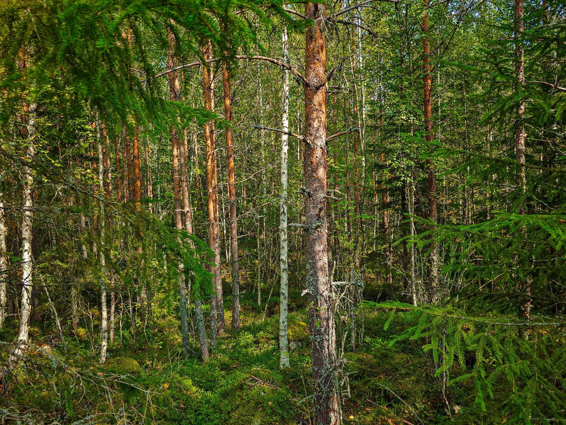 Laihia, Tyllijoki, määräalat Heinämaa 1:26 ja Leikas 14:0 21