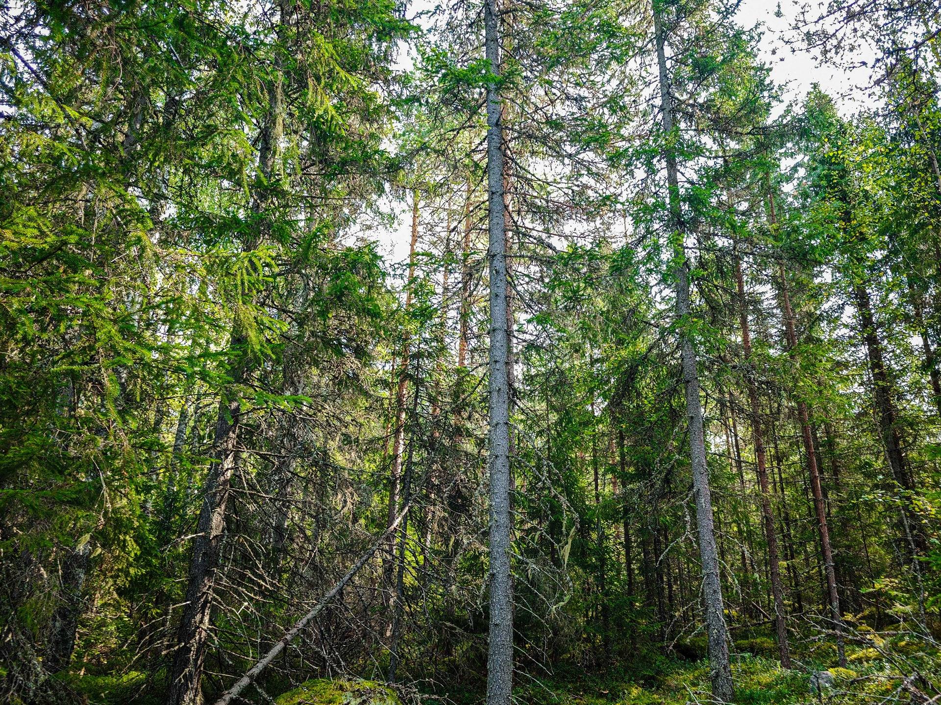 Laihia, Tyllijoki, määräalat Heinämaa 1:26 ja Leikas 14:0 22