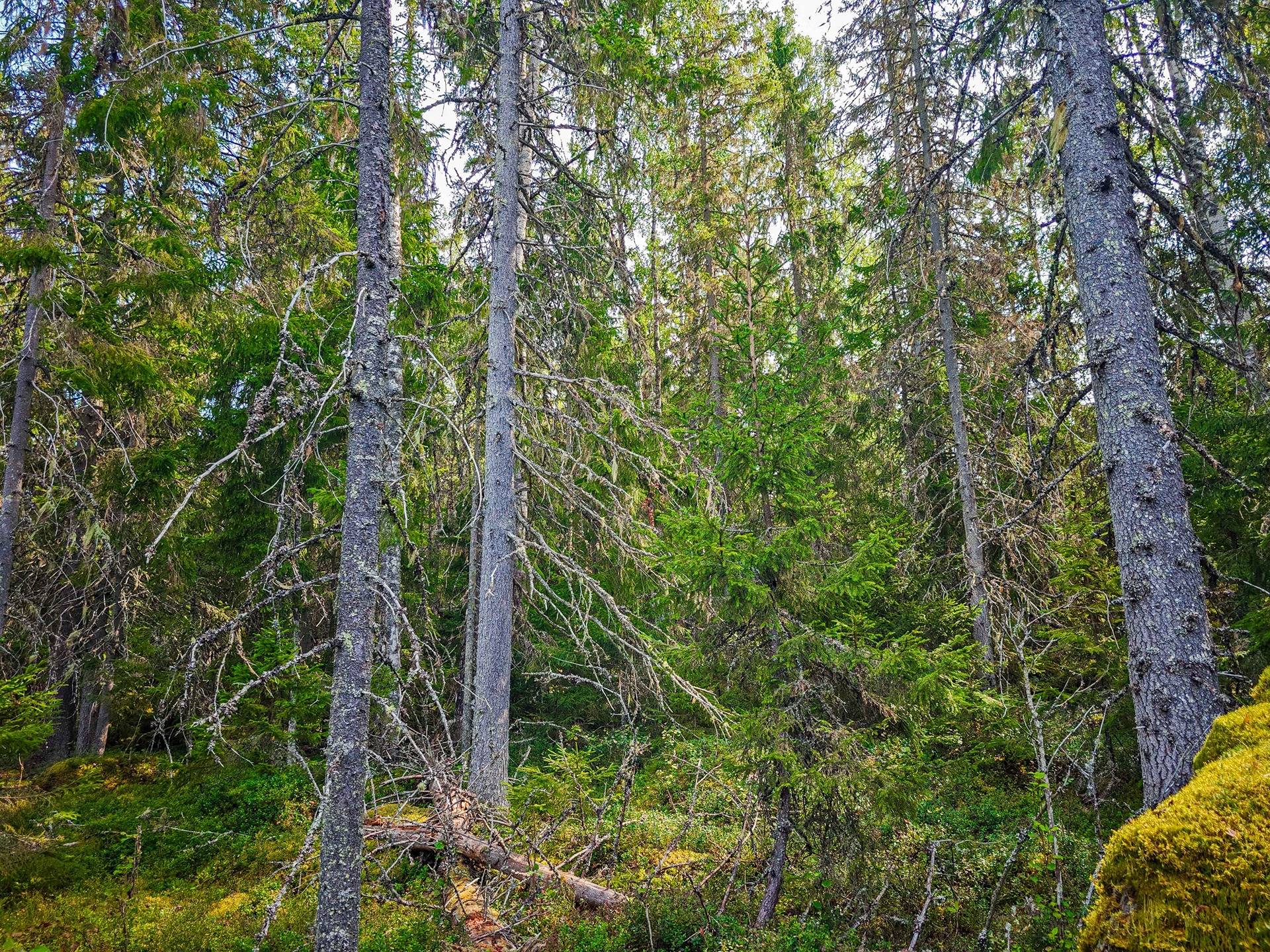 Laihia, Tyllijoki, määräalat Heinämaa 1:26 ja Leikas 14:0 23