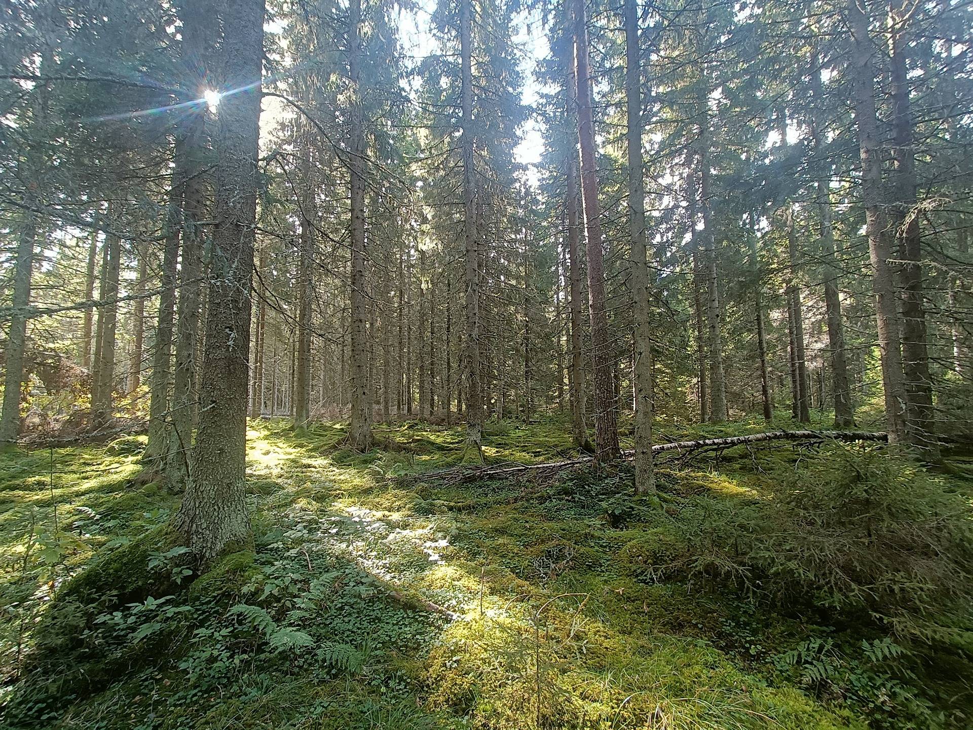 Haaronen 8:27, Lappfjärd/Lapväärtti 3