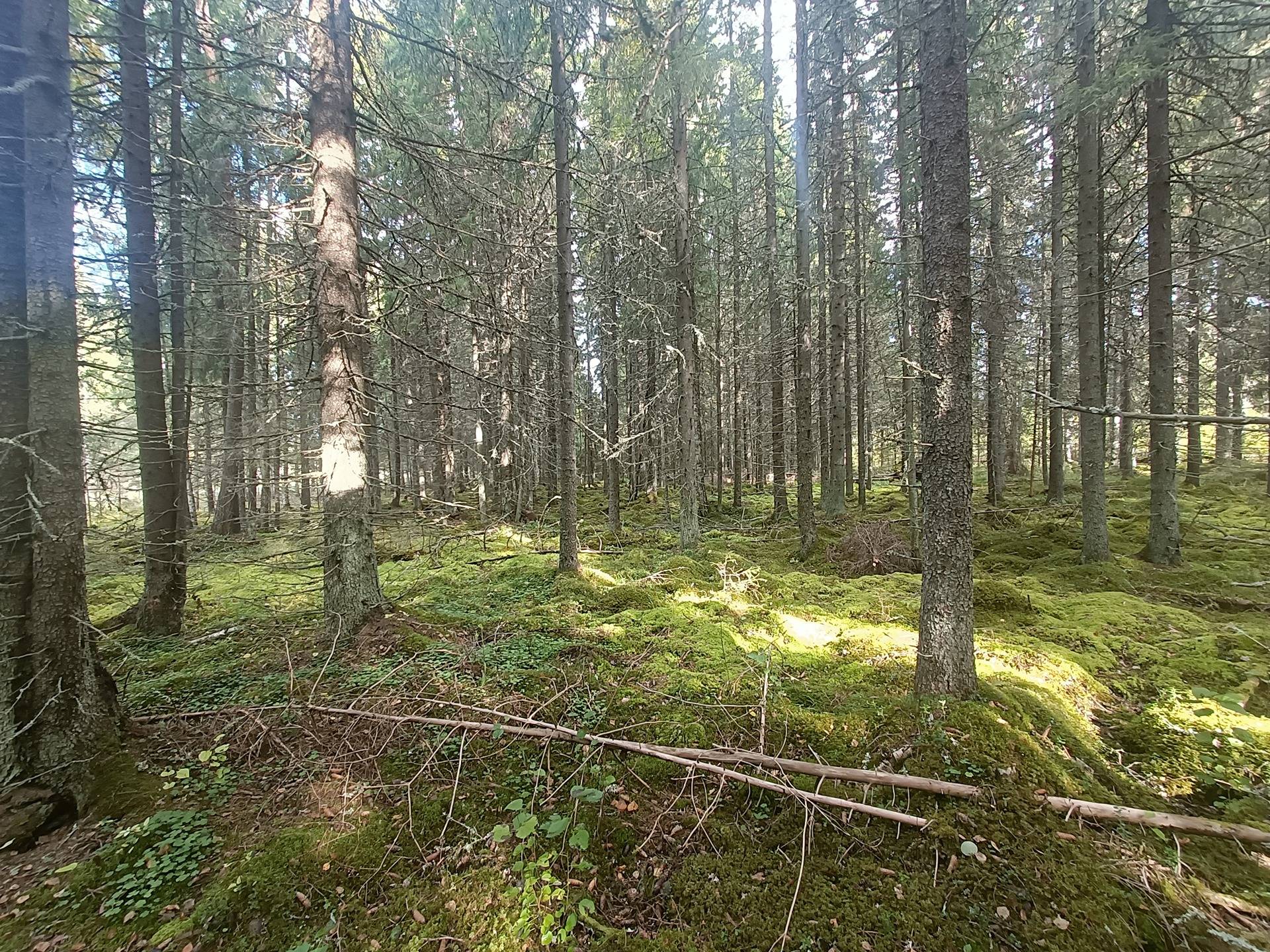 Haaronen 8:27, Lappfjärd/Lapväärtti 5