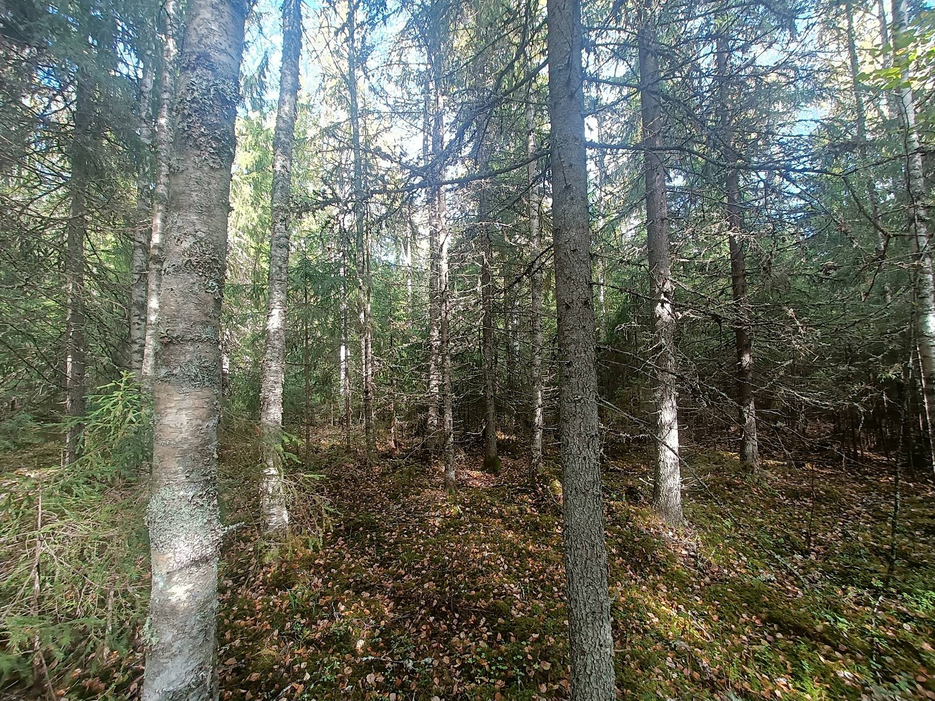 Haaronen 8:27, Lappfjärd/Lapväärtti 9