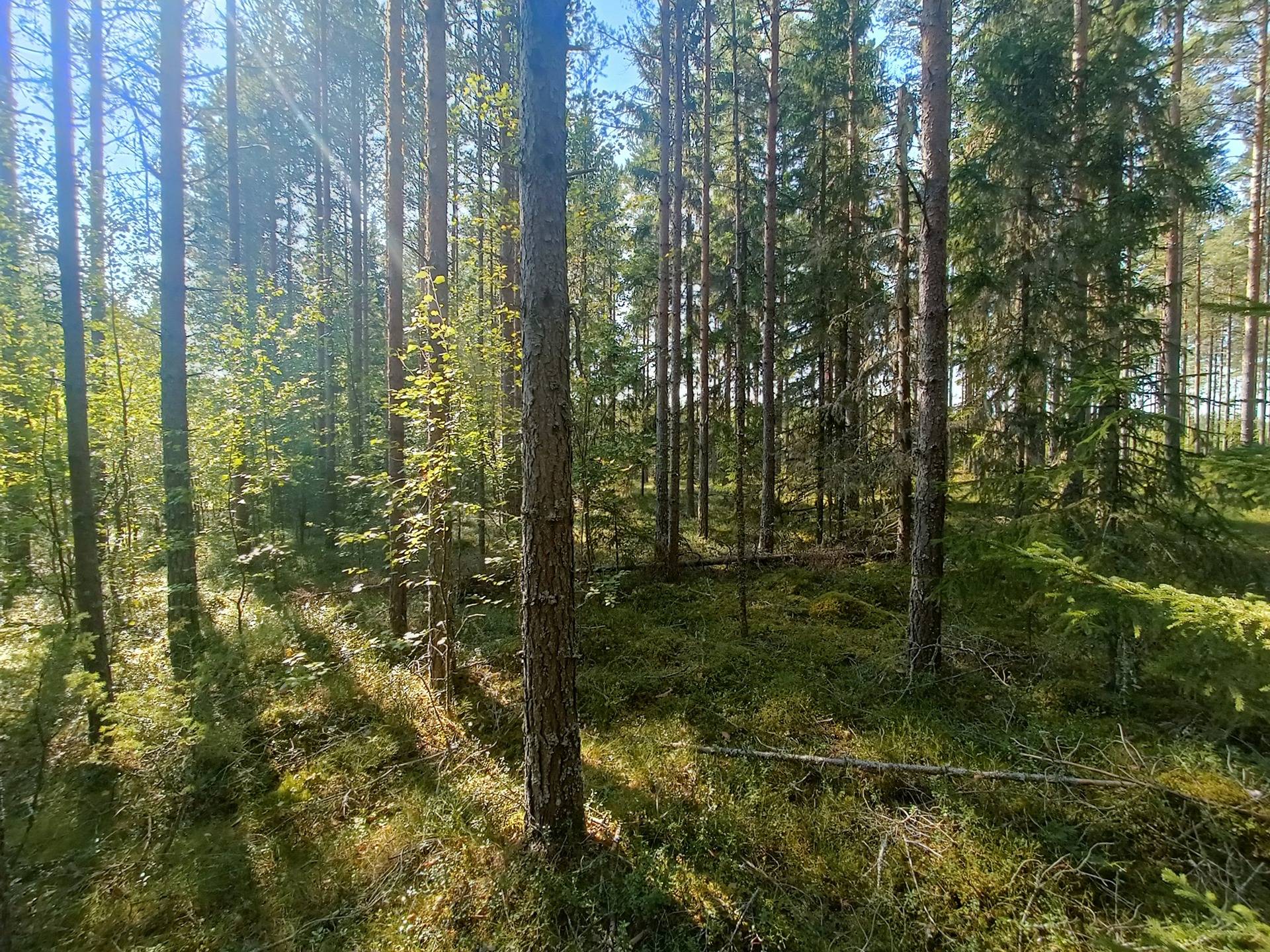 Haaronen 8:27, Lappfjärd/Lapväärtti 19