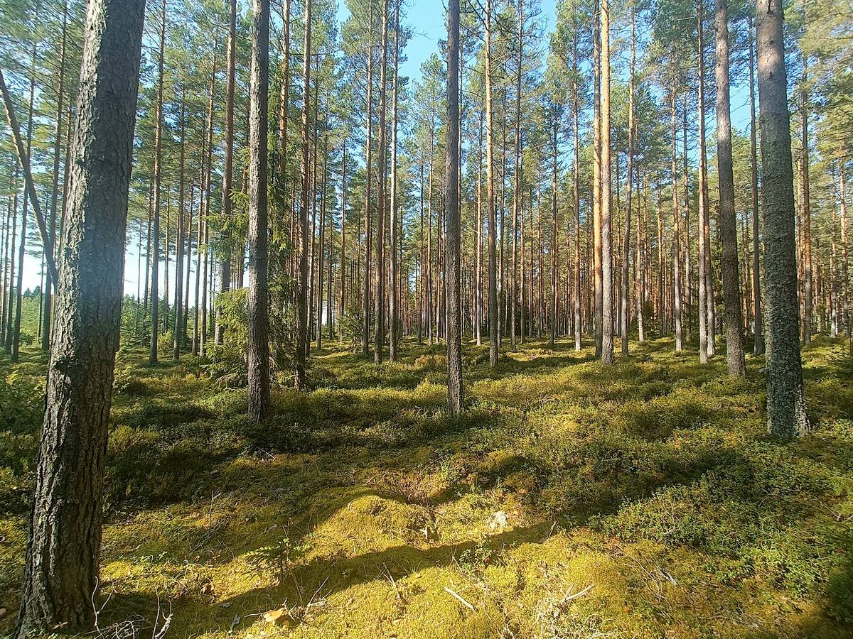 Omslagsbild för objektet Haaronen 8:27, Lappfjärd/Lapväärtti