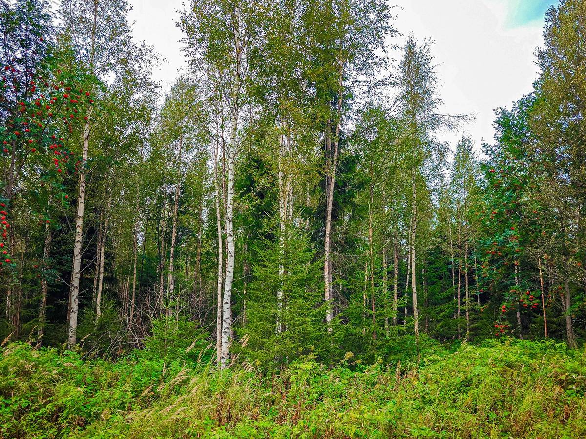 Omslagsbild för objektet Laihia, Tyllijoki, määräala Puskala 12:26